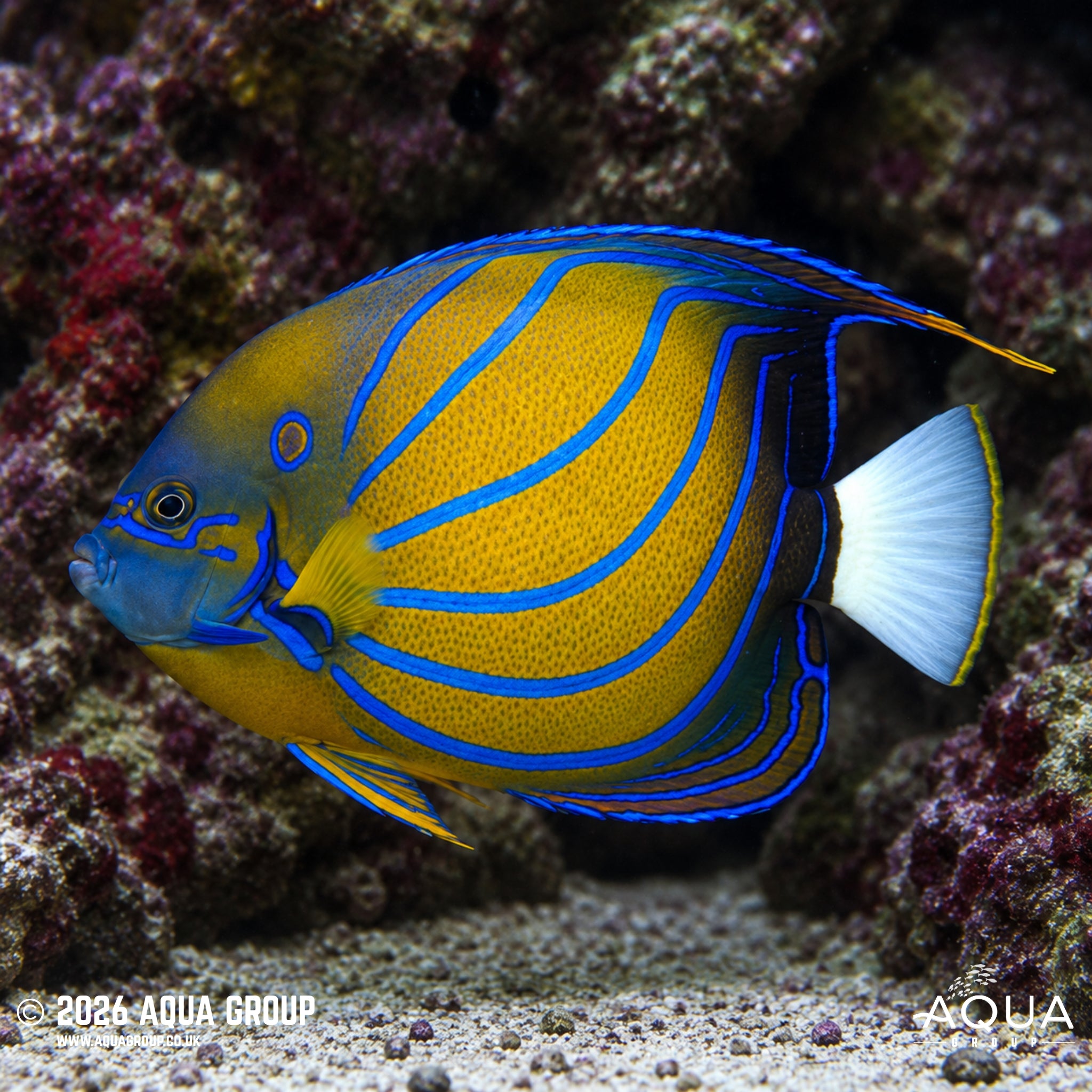 Blue Ring Angelfish - Pomacanthus annularis