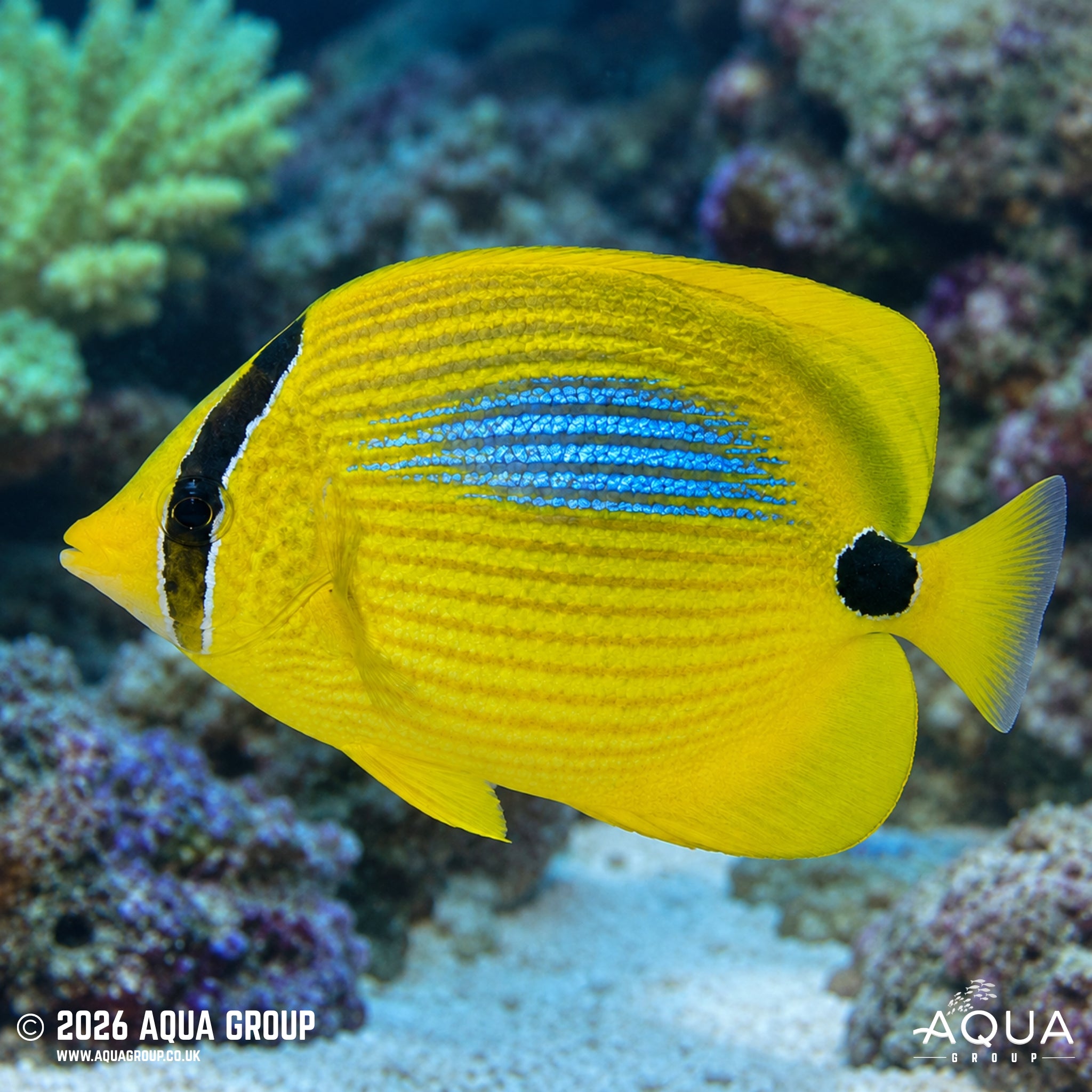 Blue Spot Butterfly - Chaetodon plebeius