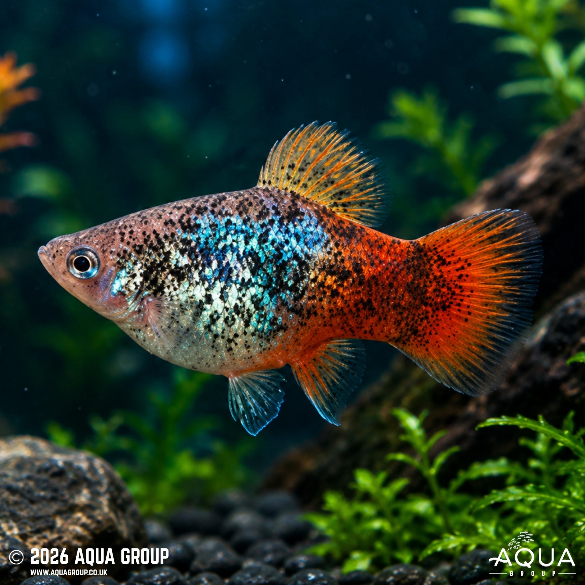 Blue Spotted Redtail Platy - Xiphophorus maculatus