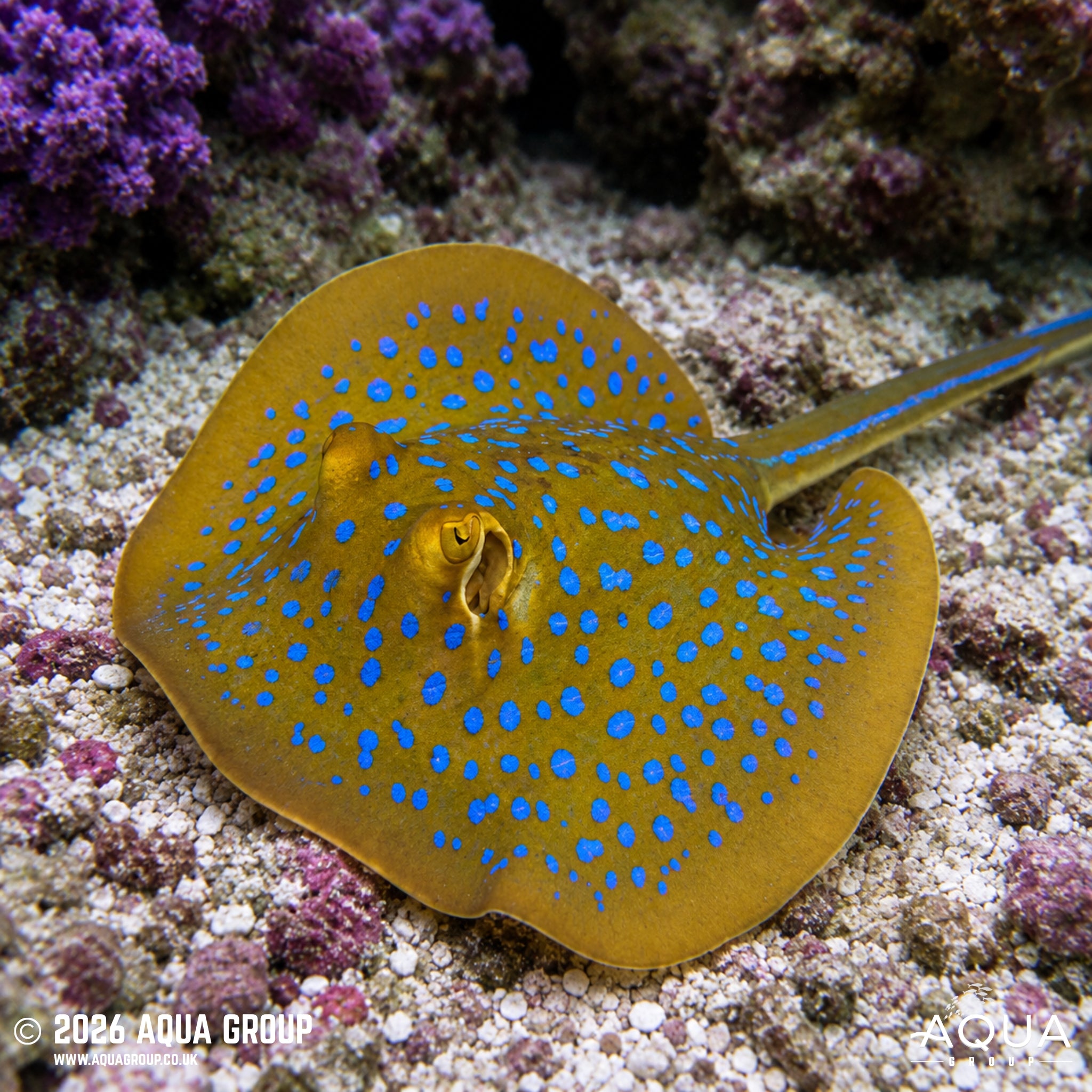 Blue Spotted Ribbon Tail Stingray - Taeniura lymma