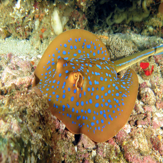 Blue Spotted Ribbon Tail Stingray