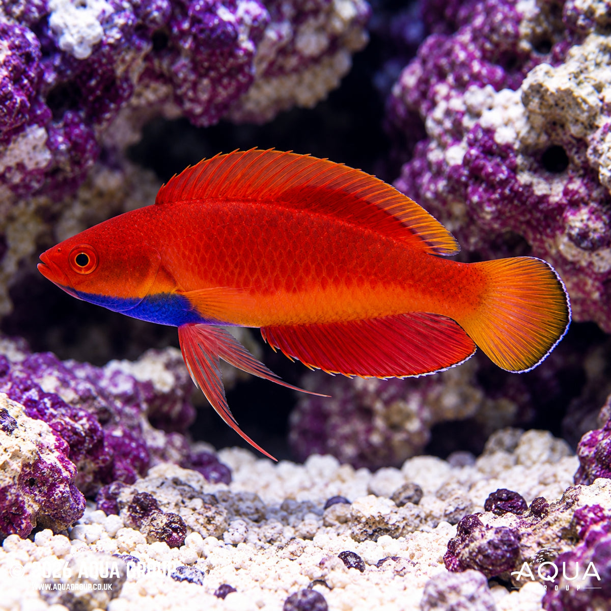 Blue Throat Fairy Wrasse - Cirrhilabrus cyanogularis