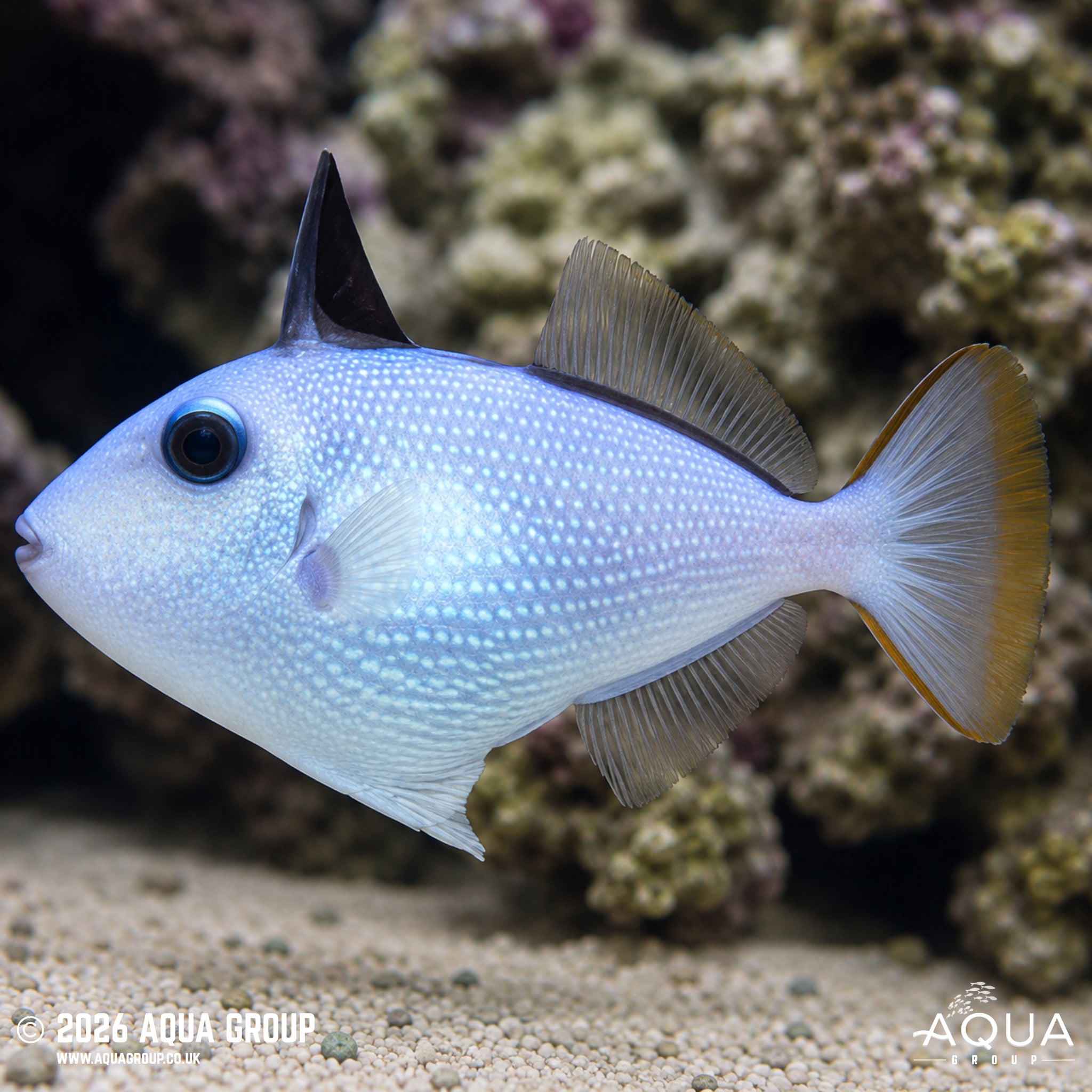 Blue Throat Triggerfish - Xanthichthys auromarginatus