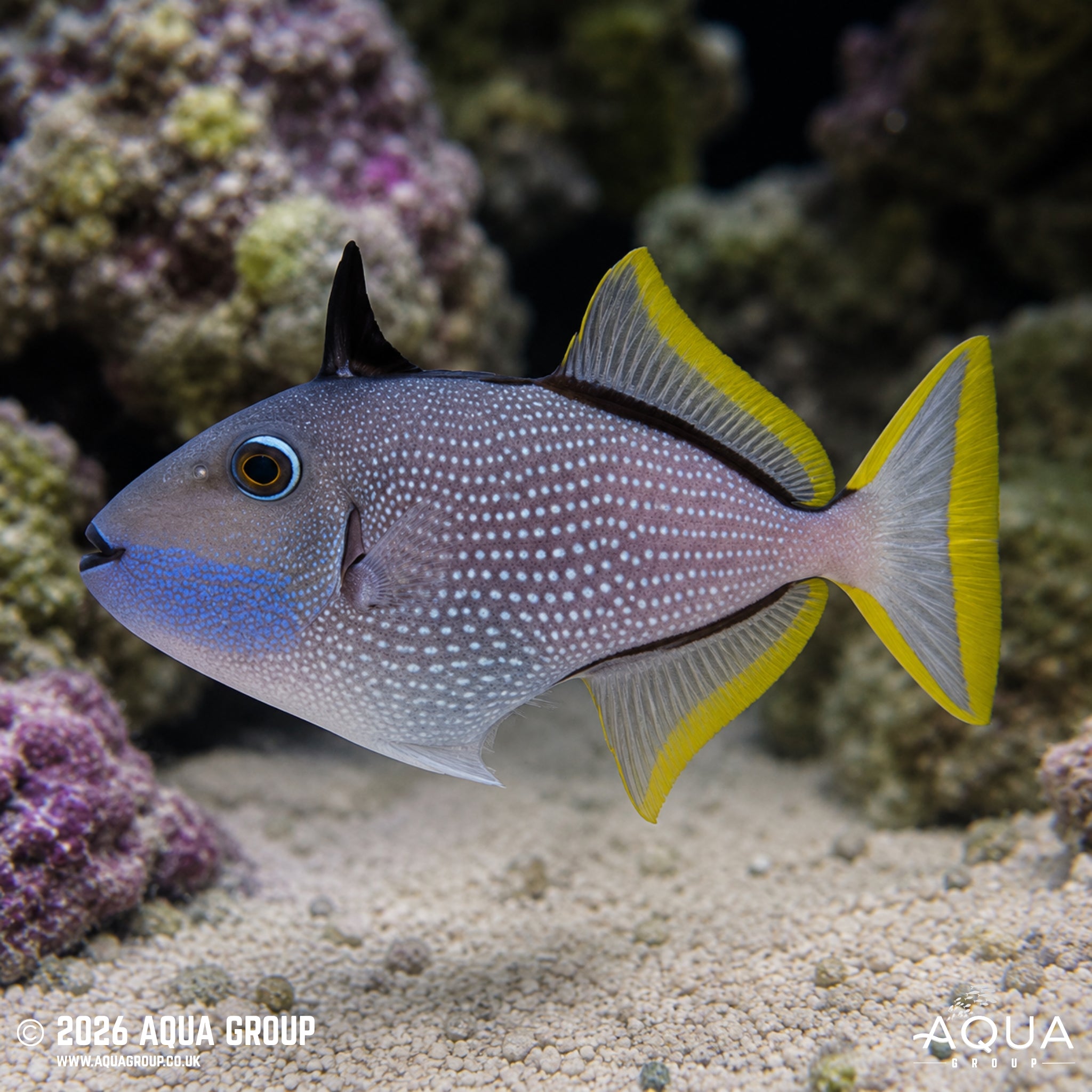 Blue Throat Triggerfish - Xanthichthys auromarginatus
