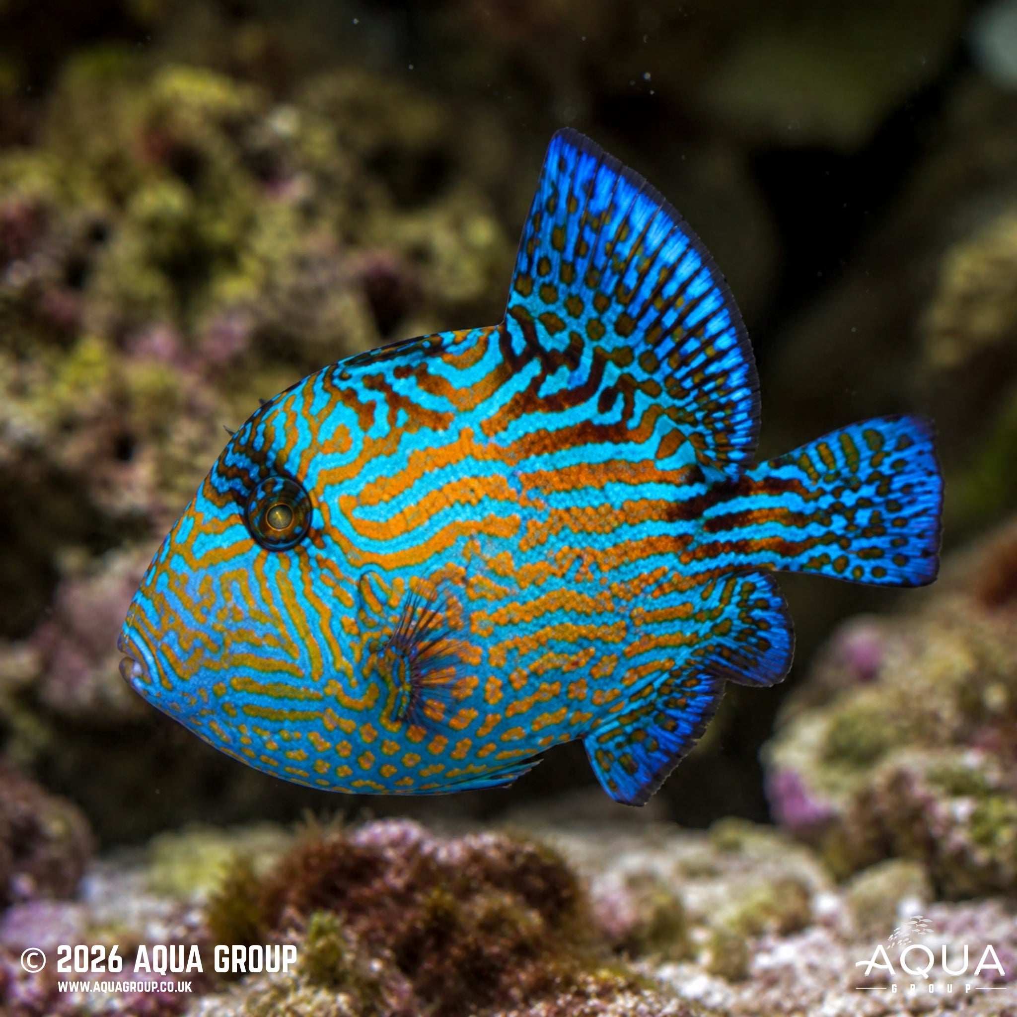 Blue Jigsaw Triggerfish - Pseudobalistes fuscus - Aqua Group