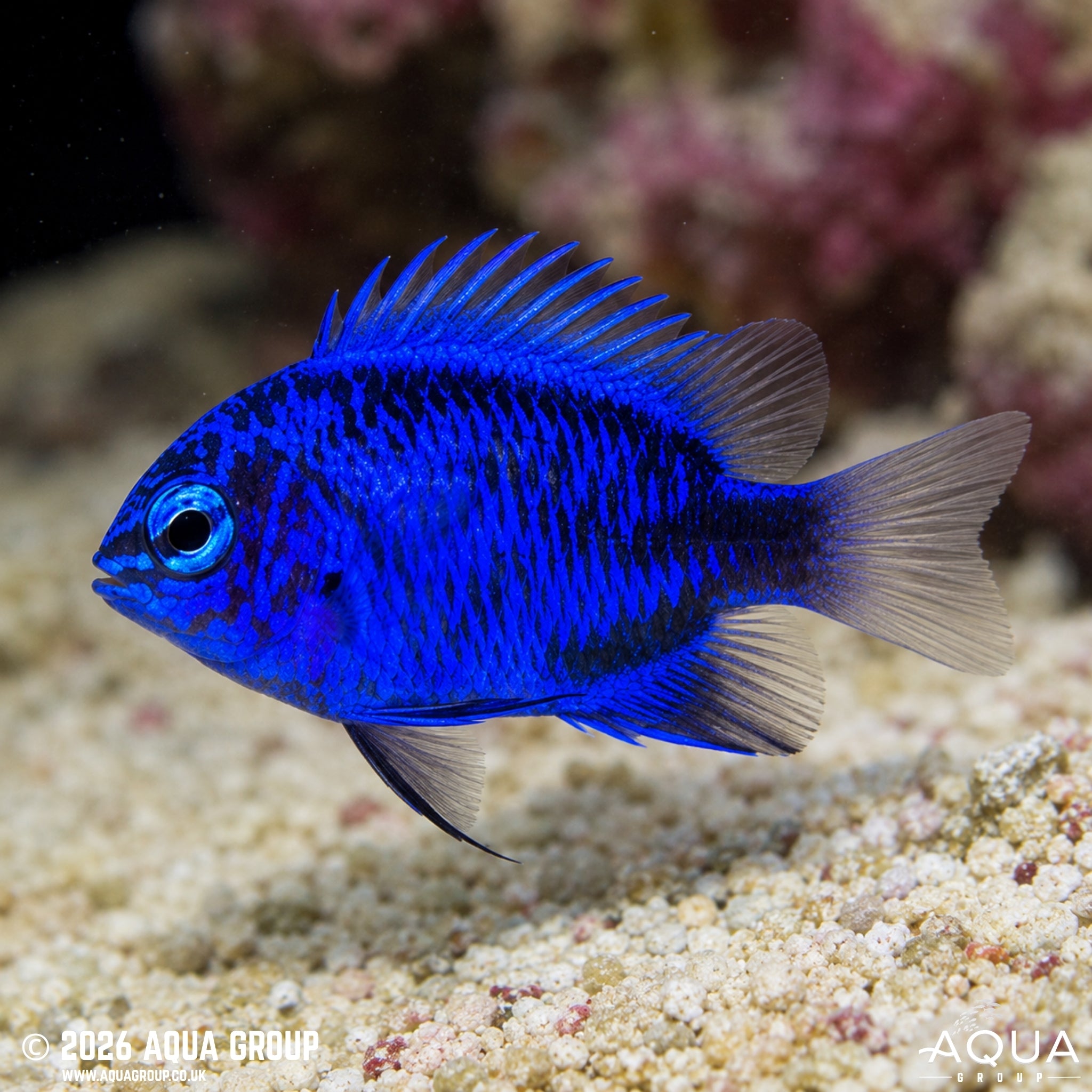 Blue Sapphire Damselfish - Chrysiptera springeri - Aqua Group
