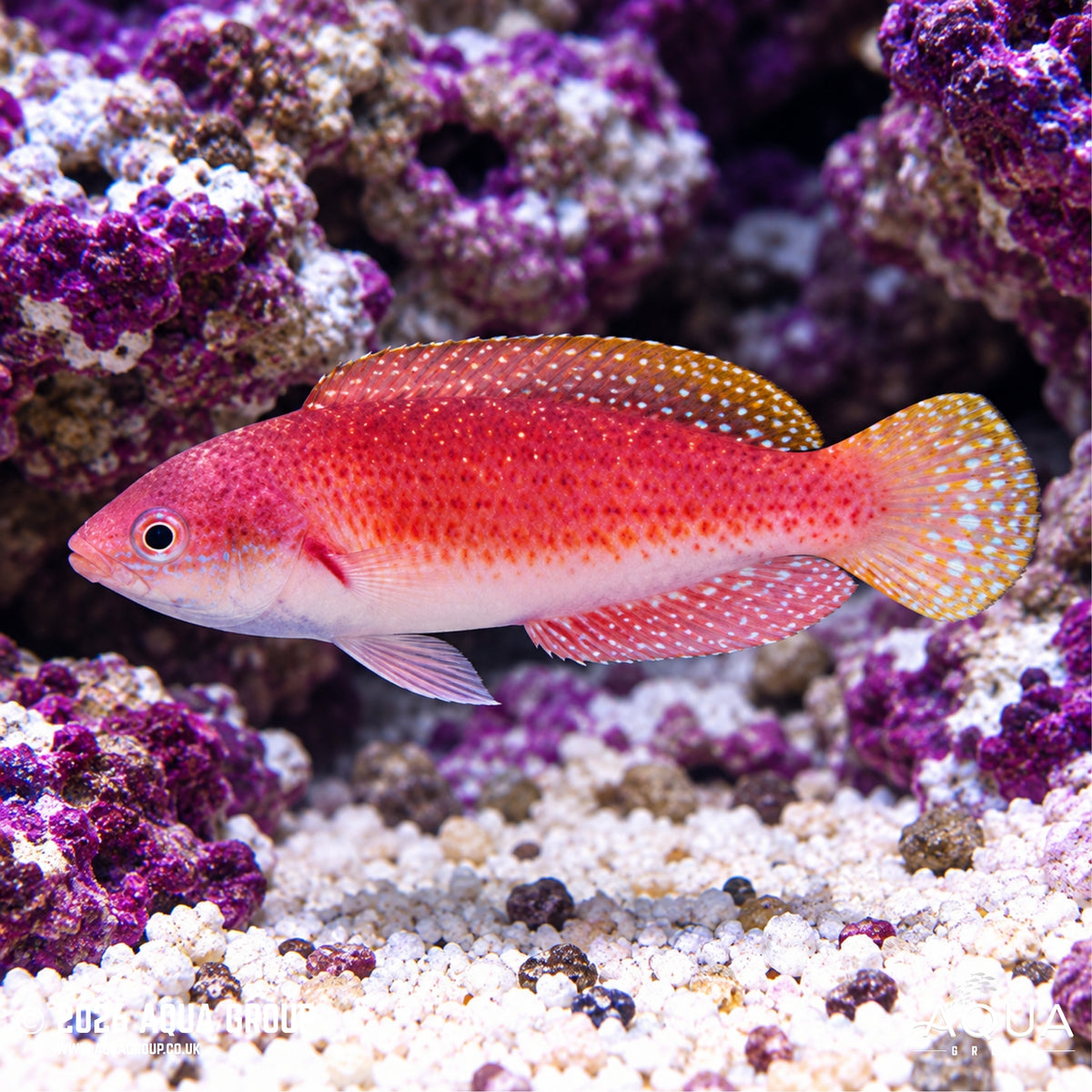 Blue Throat Fairy Wrasse - Cirrhilabrus cyanogularis