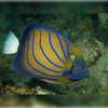 Bluering Angelfish - Adult - Aqua Group