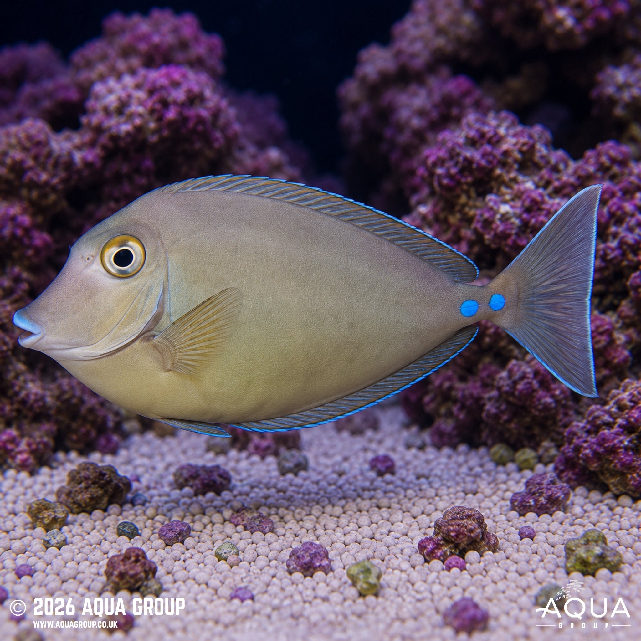 Bluespine Unicorn Tang - Naso unicornis