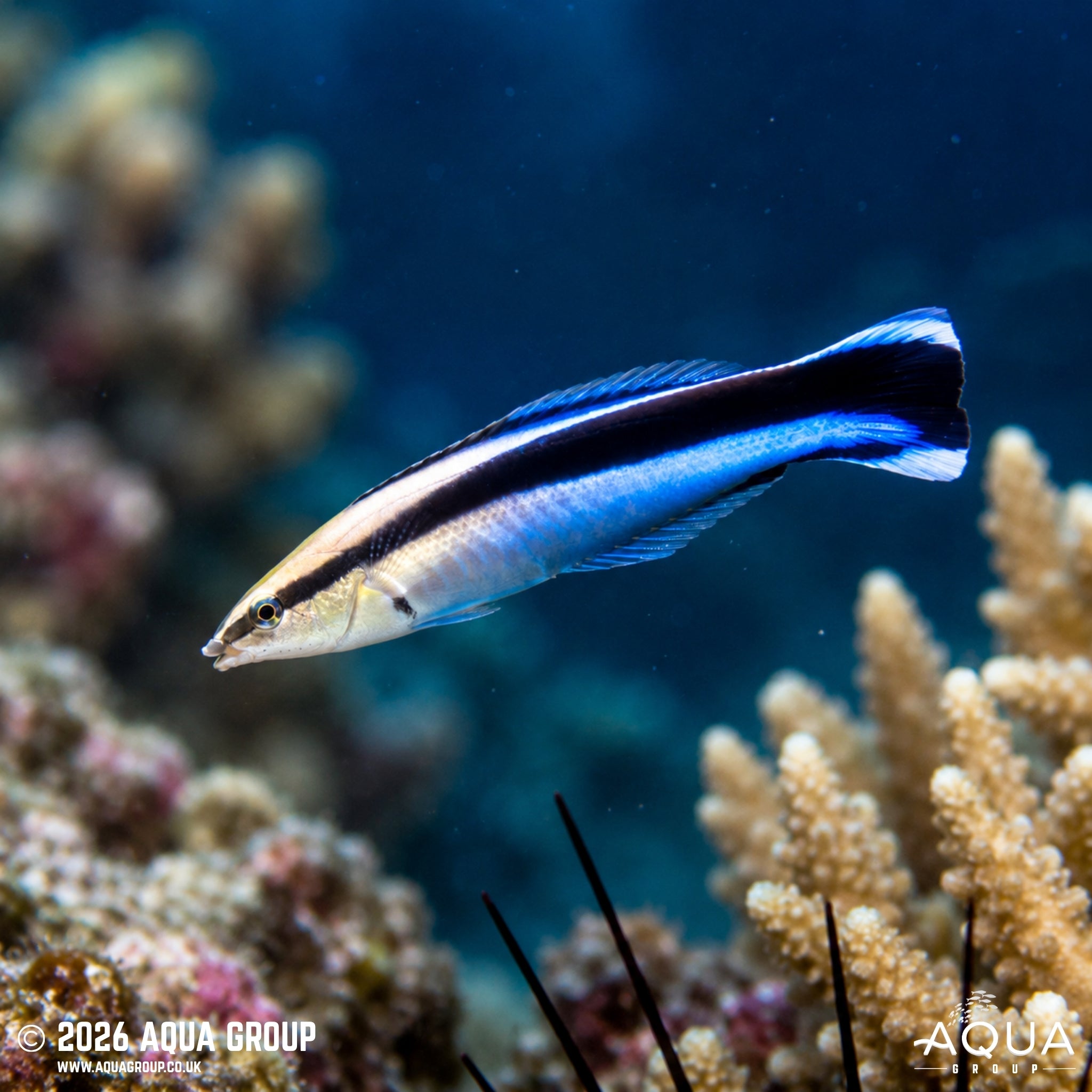 Bluestreak Cleaner Wrasse - Labroides dimidiatus