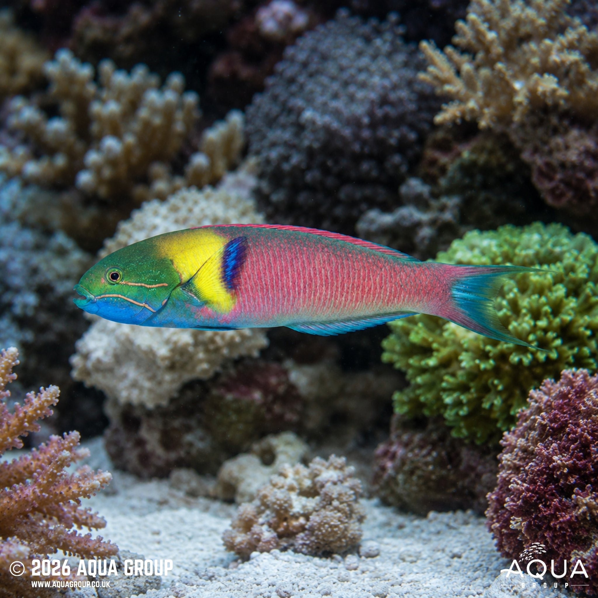Blunt Head Wrasse - Thalassoma amblycephalum