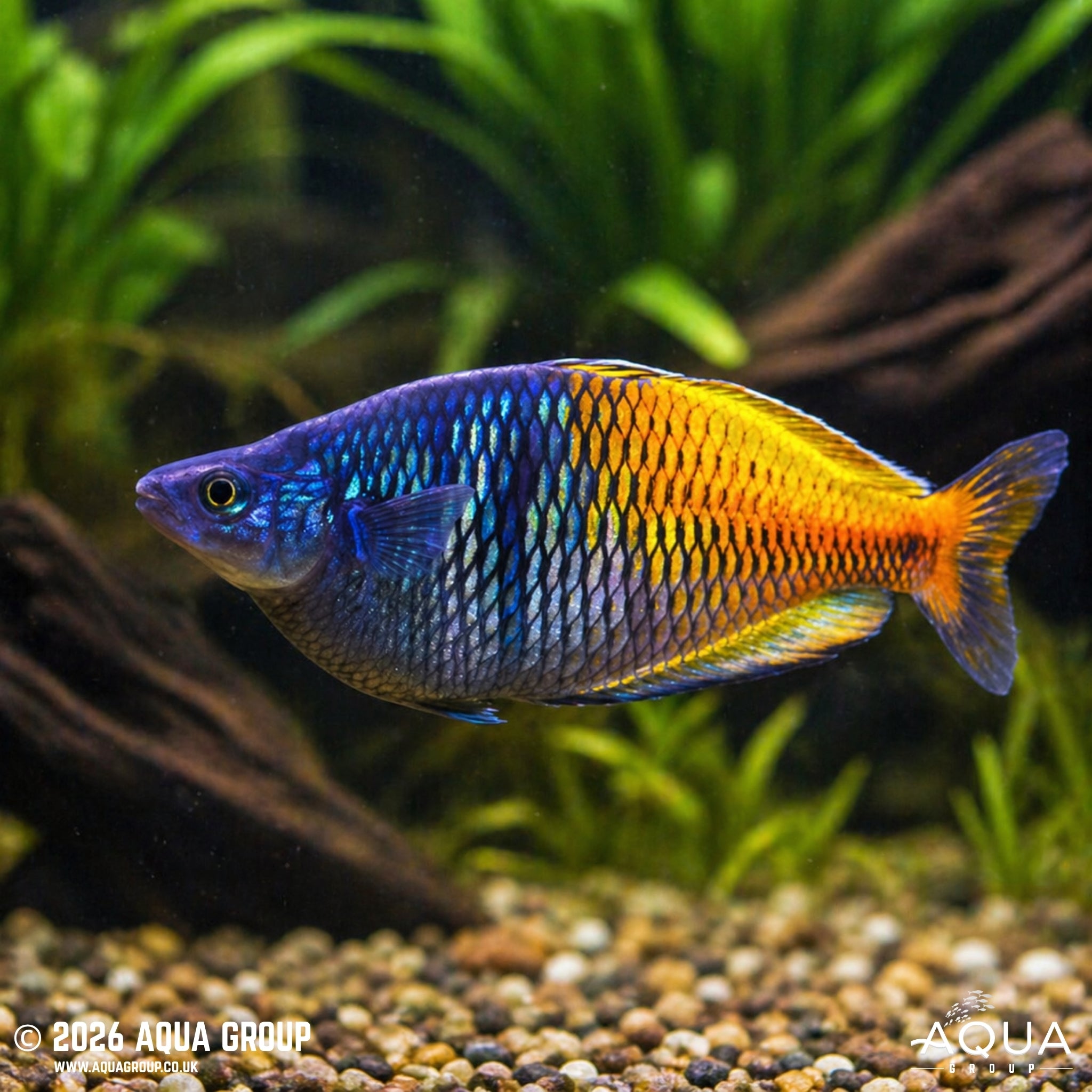 Boeseman’s Rainbowfish - Melanotaenia boesemani "Lake Ajamaru"