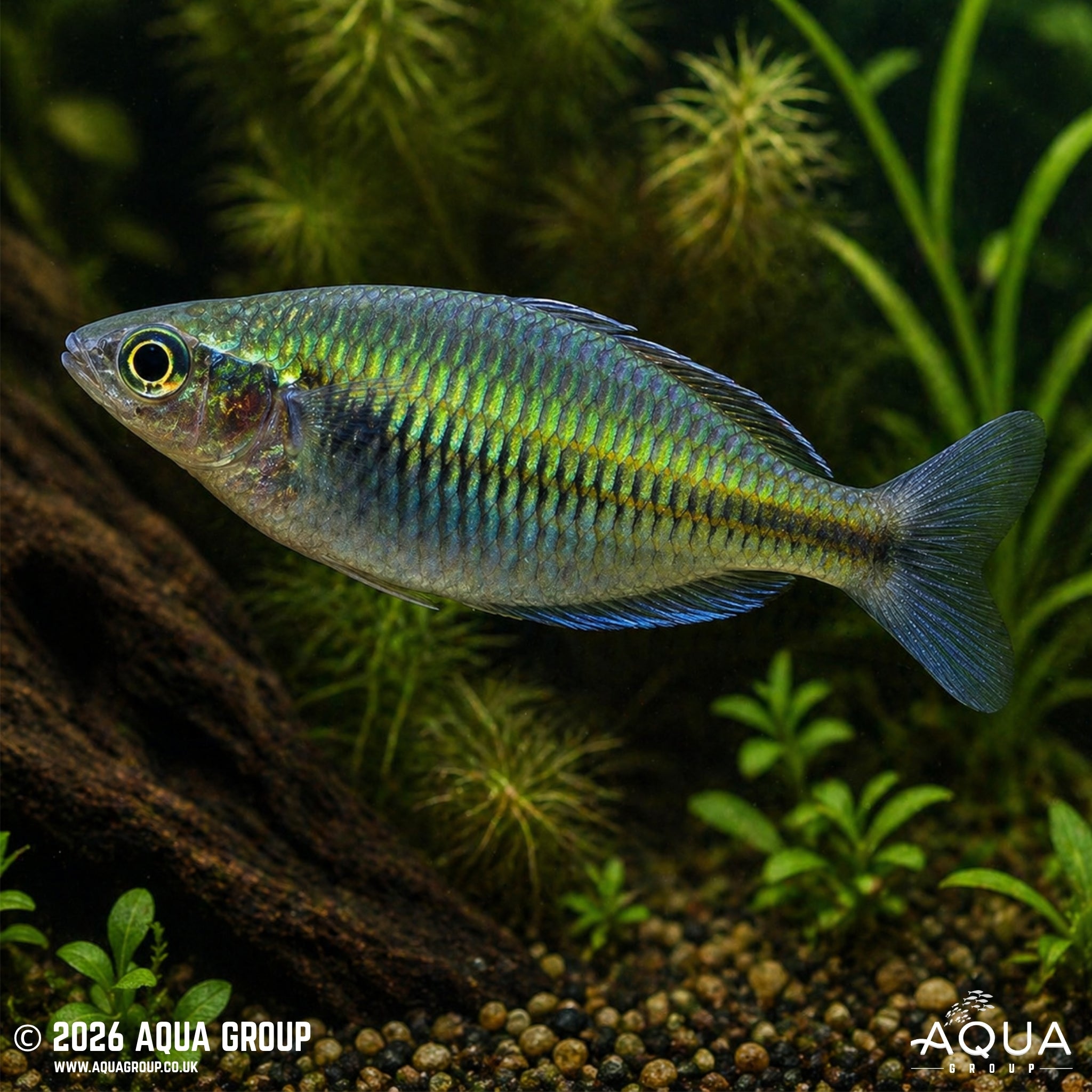 Boeseman’s Rainbowfish - Melanotaenia boesemani "Lake Ajamaru"