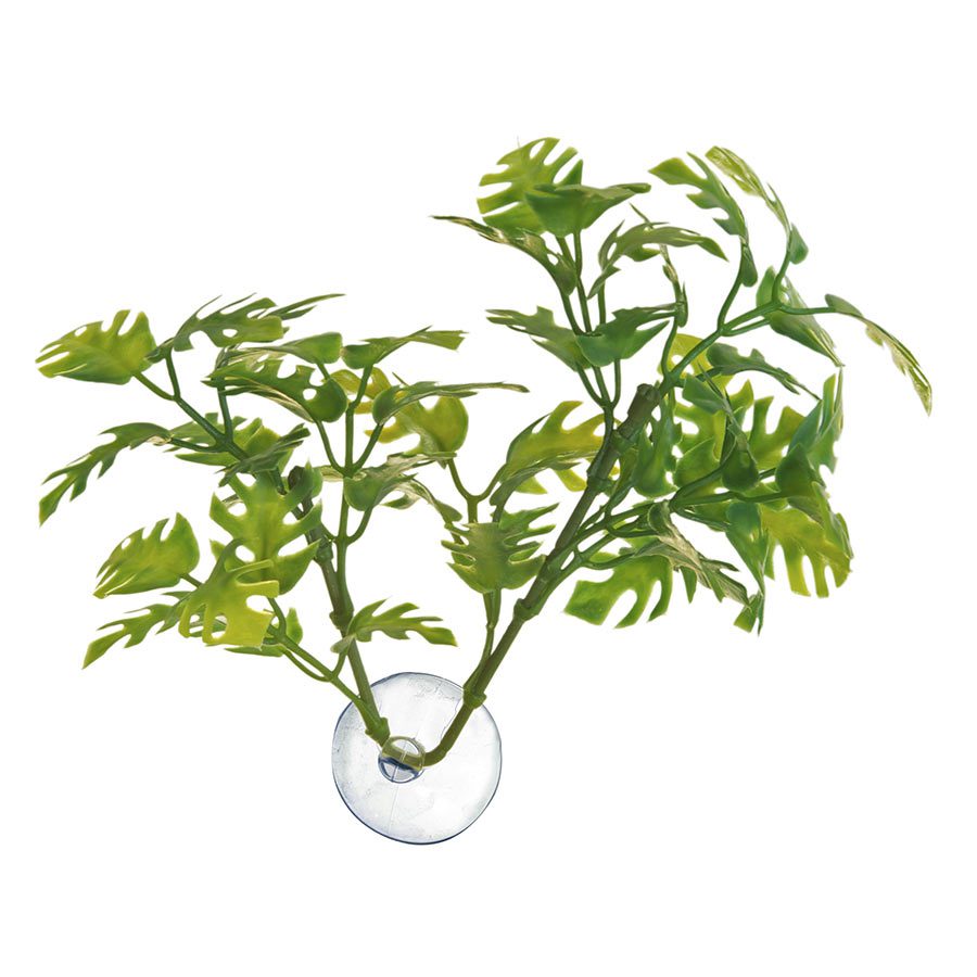 Bolivian-Croton-Medium