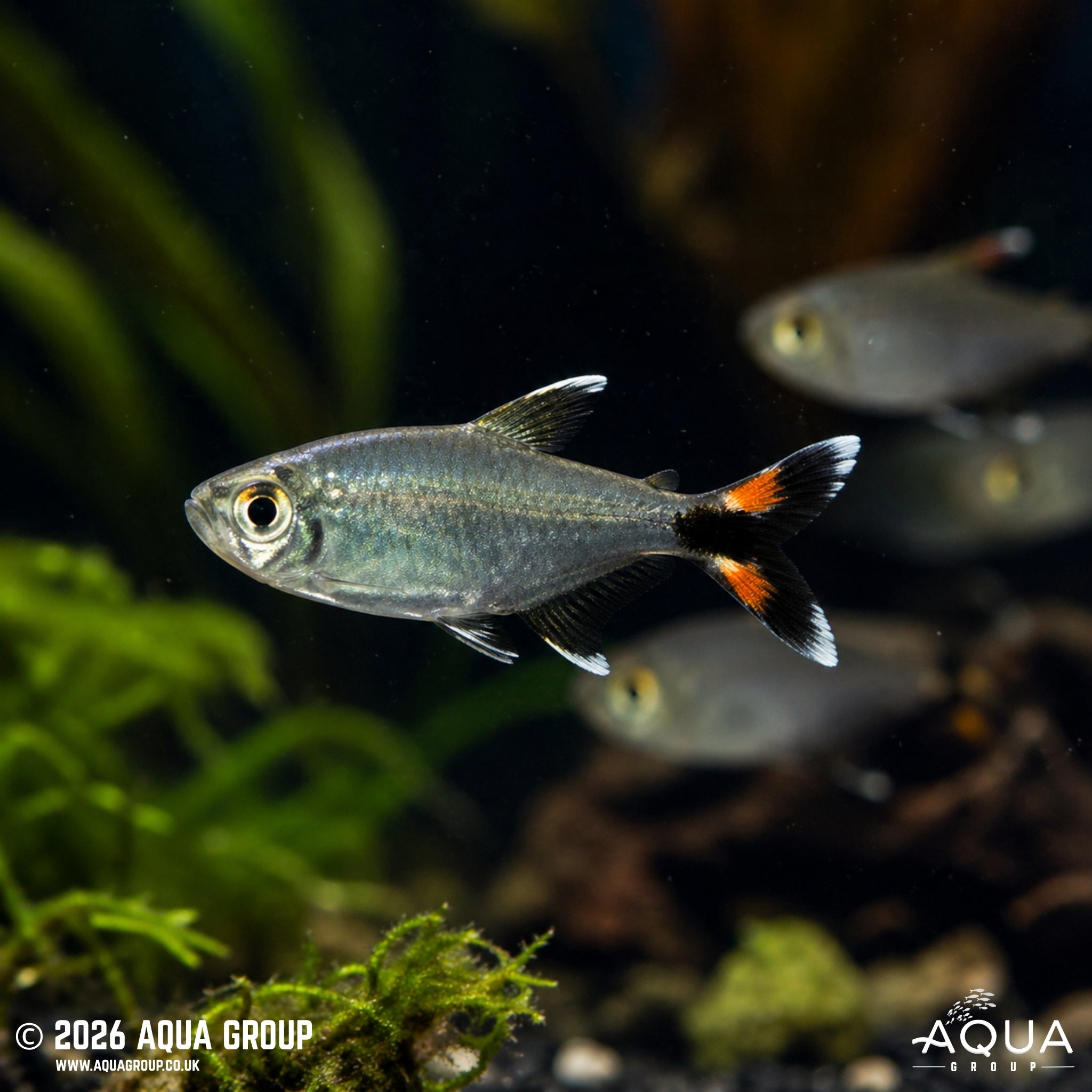 Bonita Tetra - Moenkhausia bonita