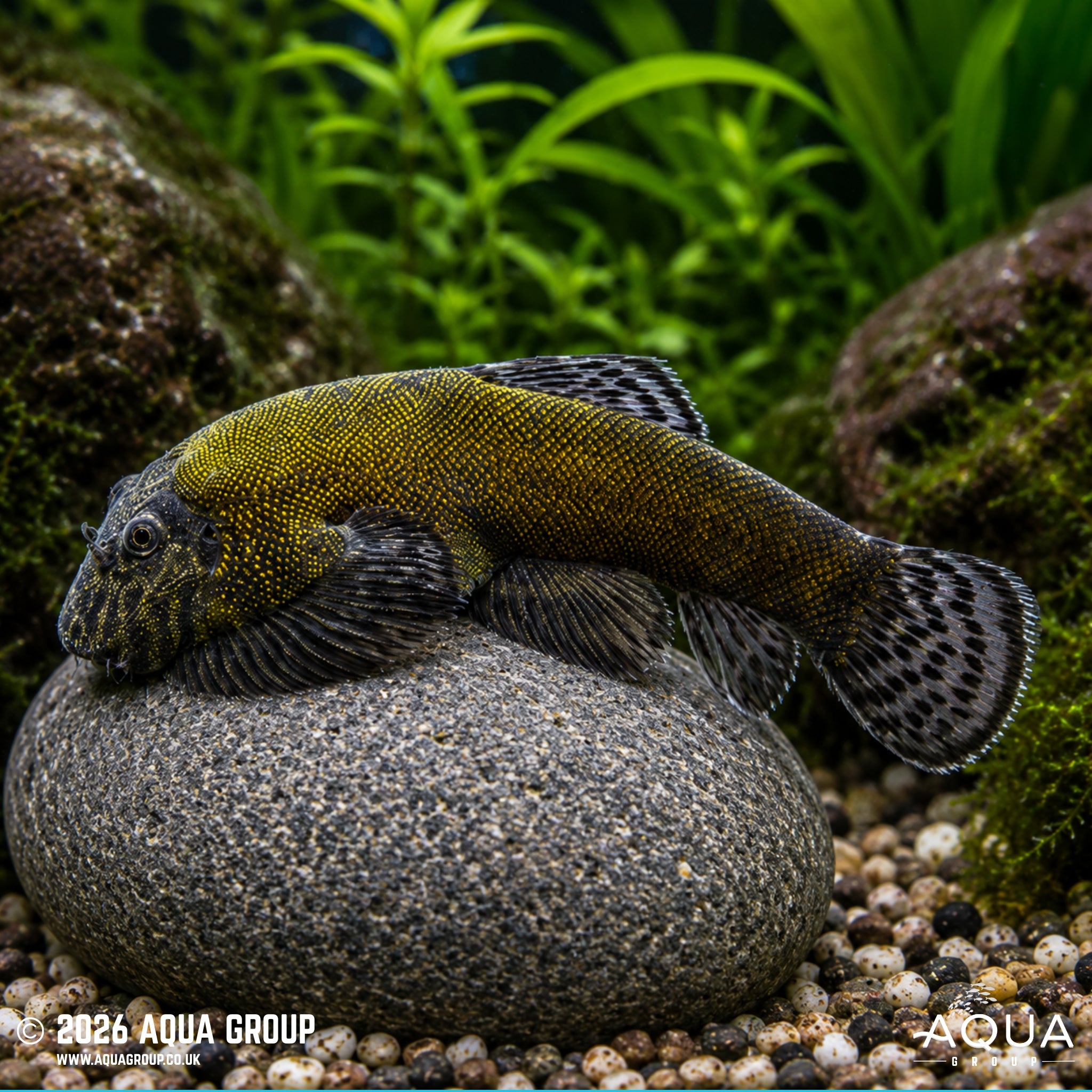 Borneo Sucker Yellow Lazer Loach - Gastromyzon lepidogaster var.