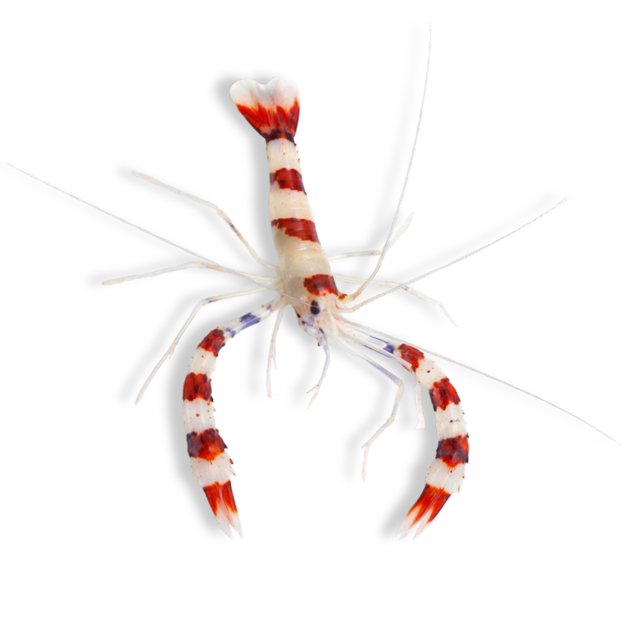 Boxing Shrimp - Stenopus hispidus - Aqua Group