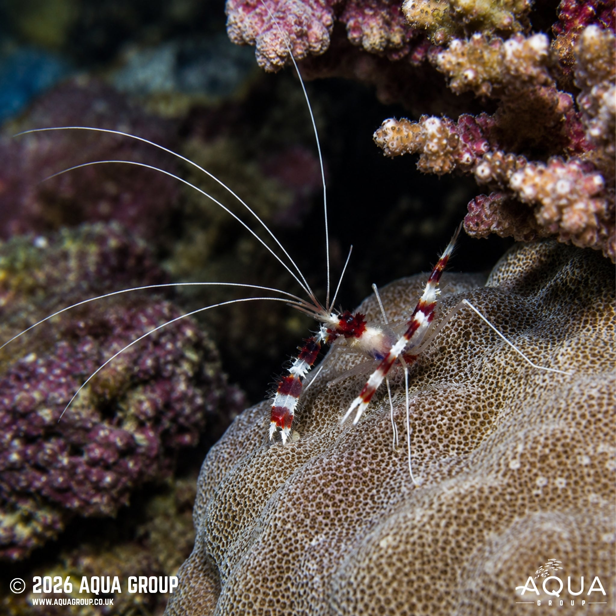 Boxing Shrimp - Stenopus hispidus - Aqua Group