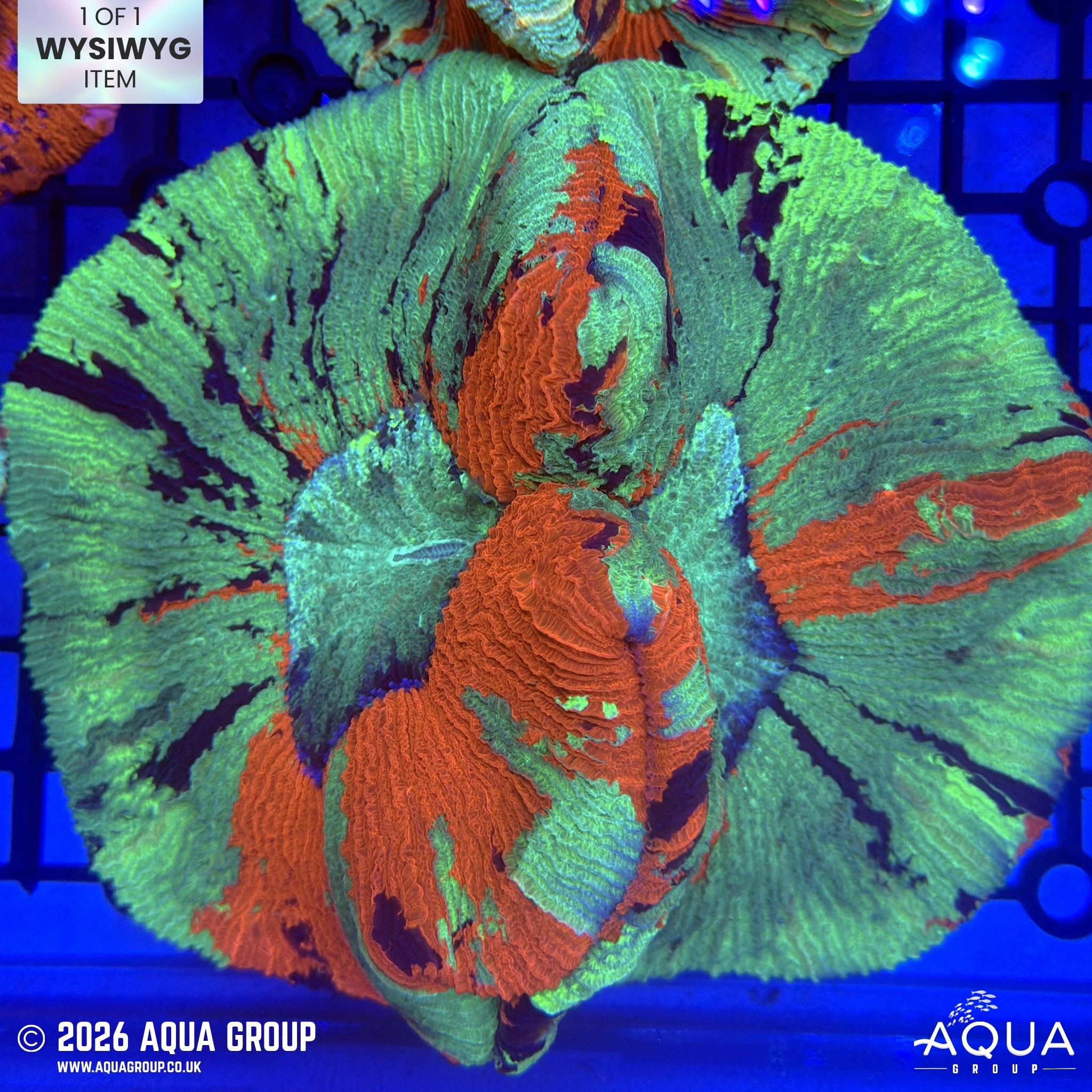 Broken Heart Trachyphyllia #8 - WYSIWYG