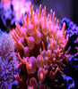 Bubble Anemone - Ruby Red