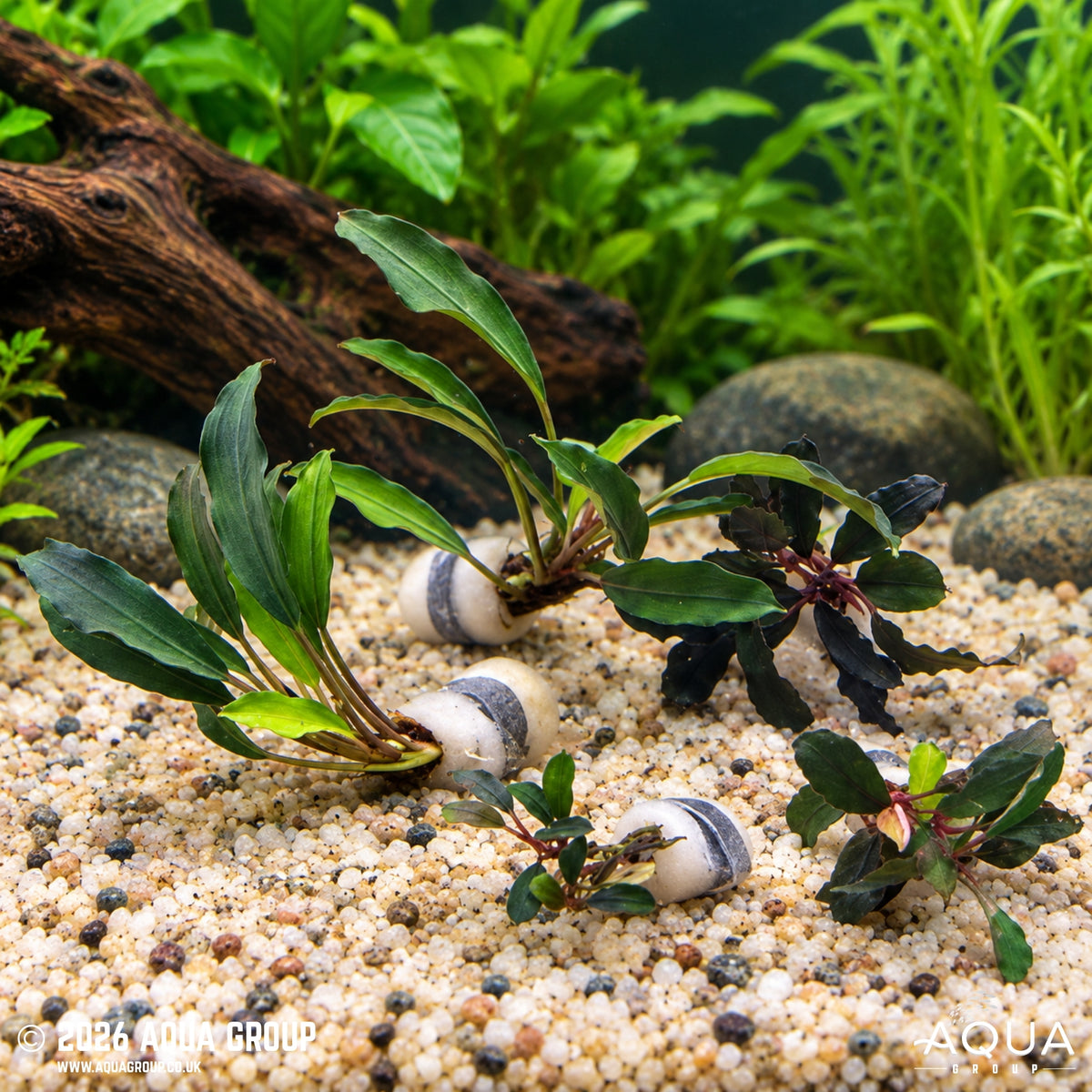 Bucephalandra Assorted