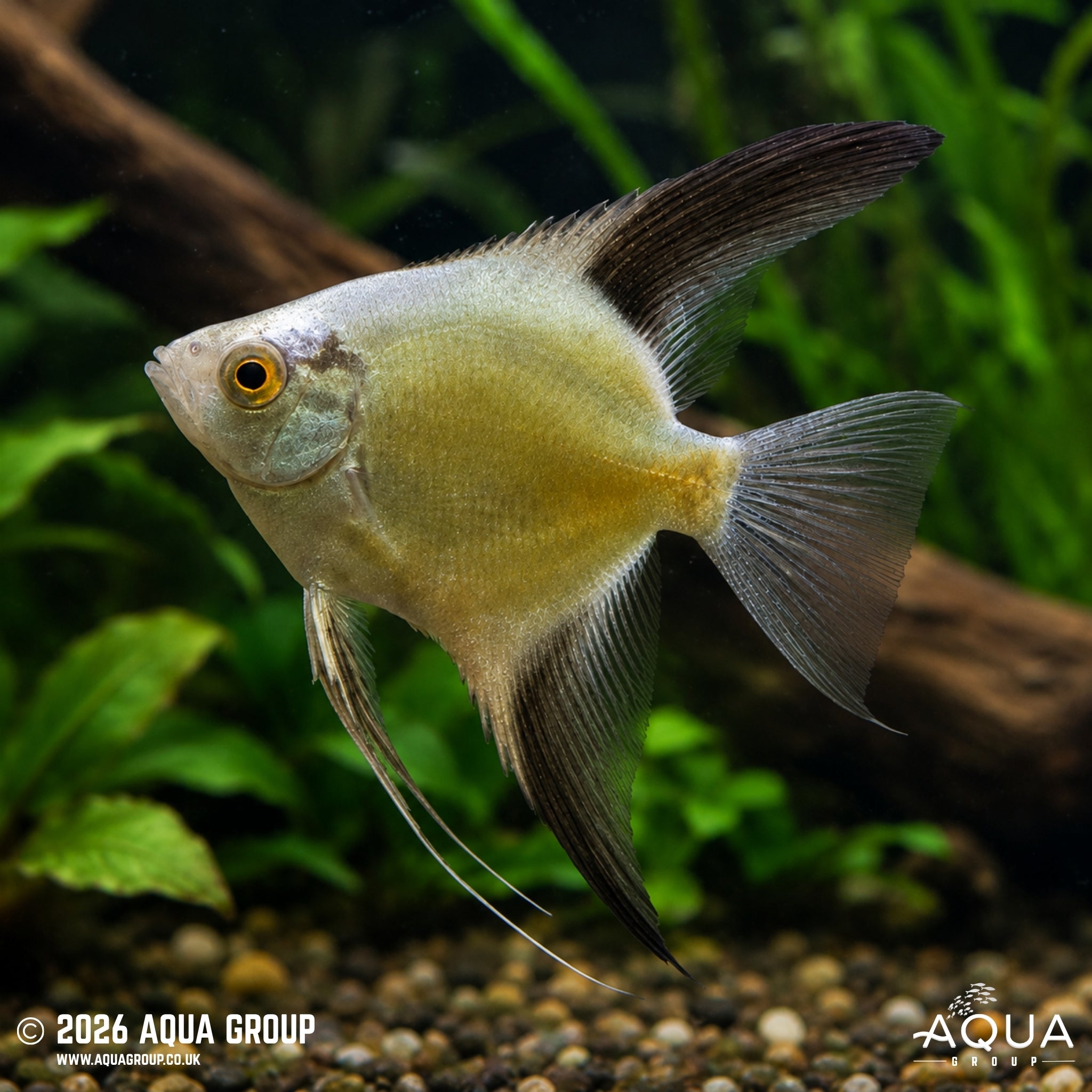 Bulgarian Green Red Cheek Angelfish - Pterophyllum scalare
