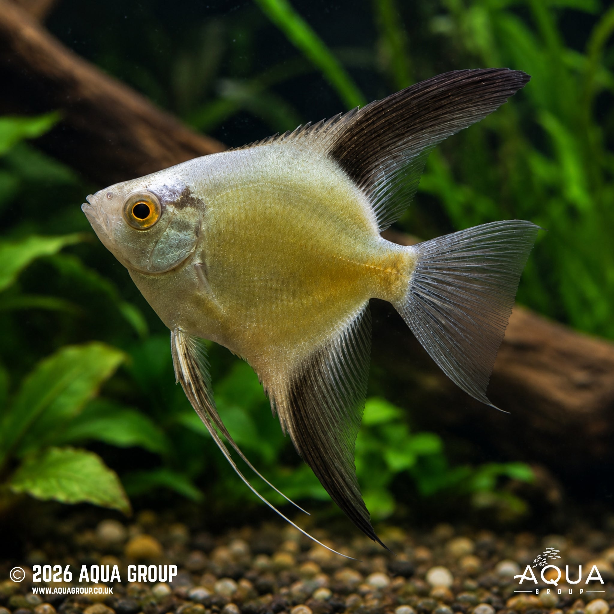 Bulgarian Seal Point Angelfish – Pterophyllum scalare