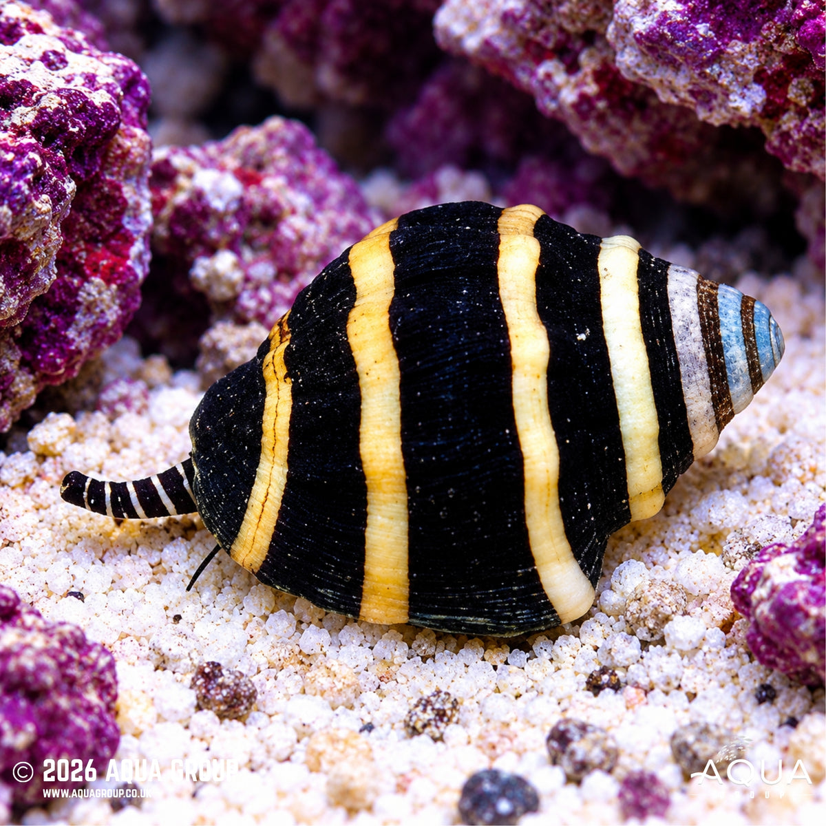Bumble Bee Snail - Engina mendicaria - Aqua Group