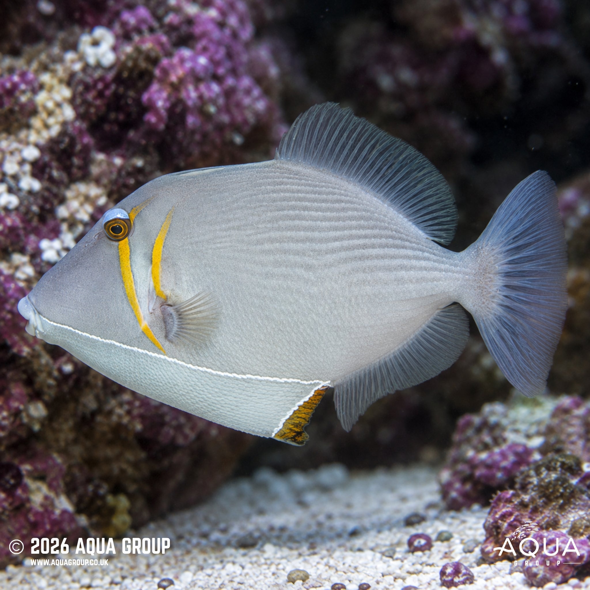 Bursa Triggerfish - Sufflamen bursa