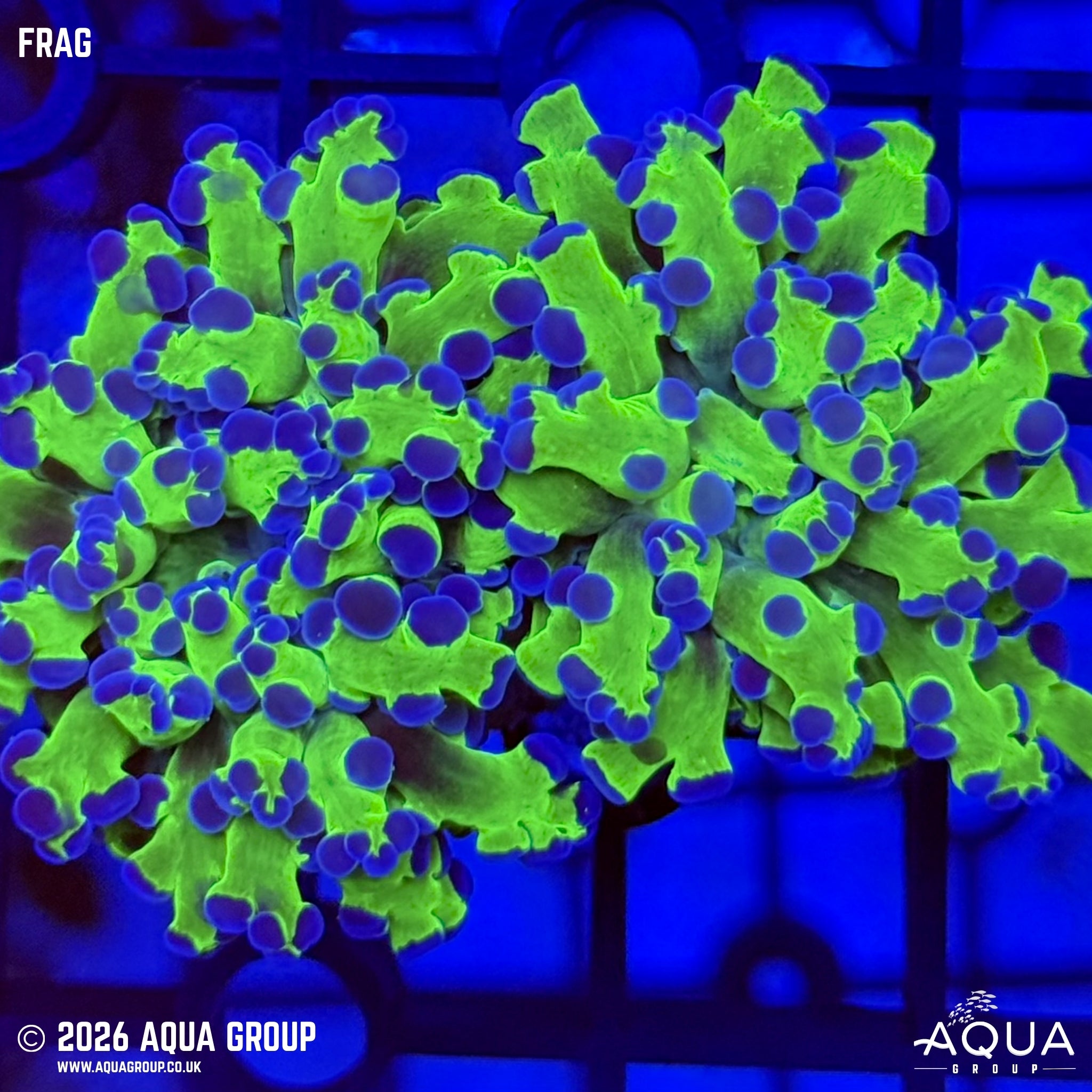 Buzz Light Frogspawn - Euphyllia divisa