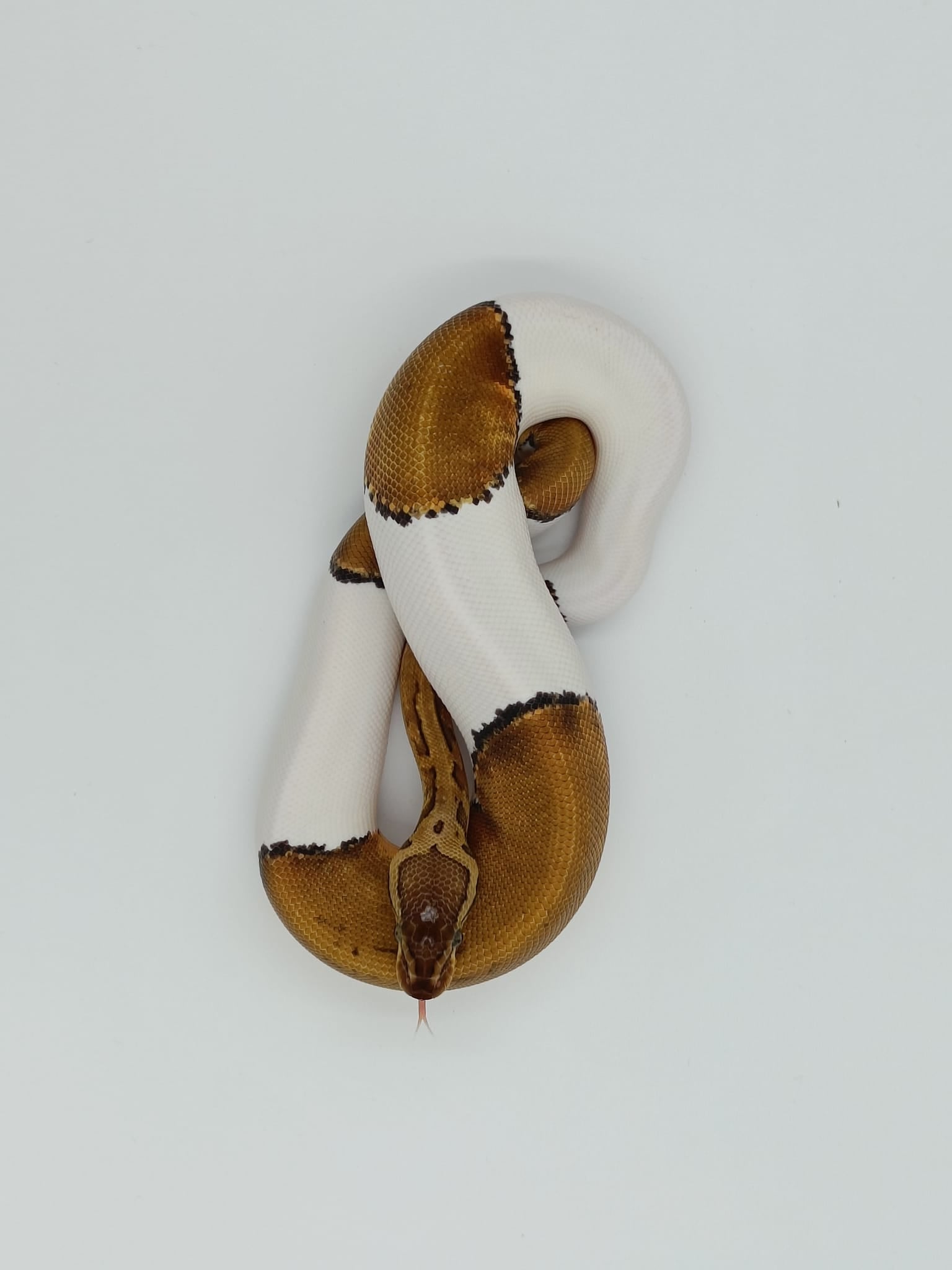 CB 2023 Pinstripe Pied Royal Python Male