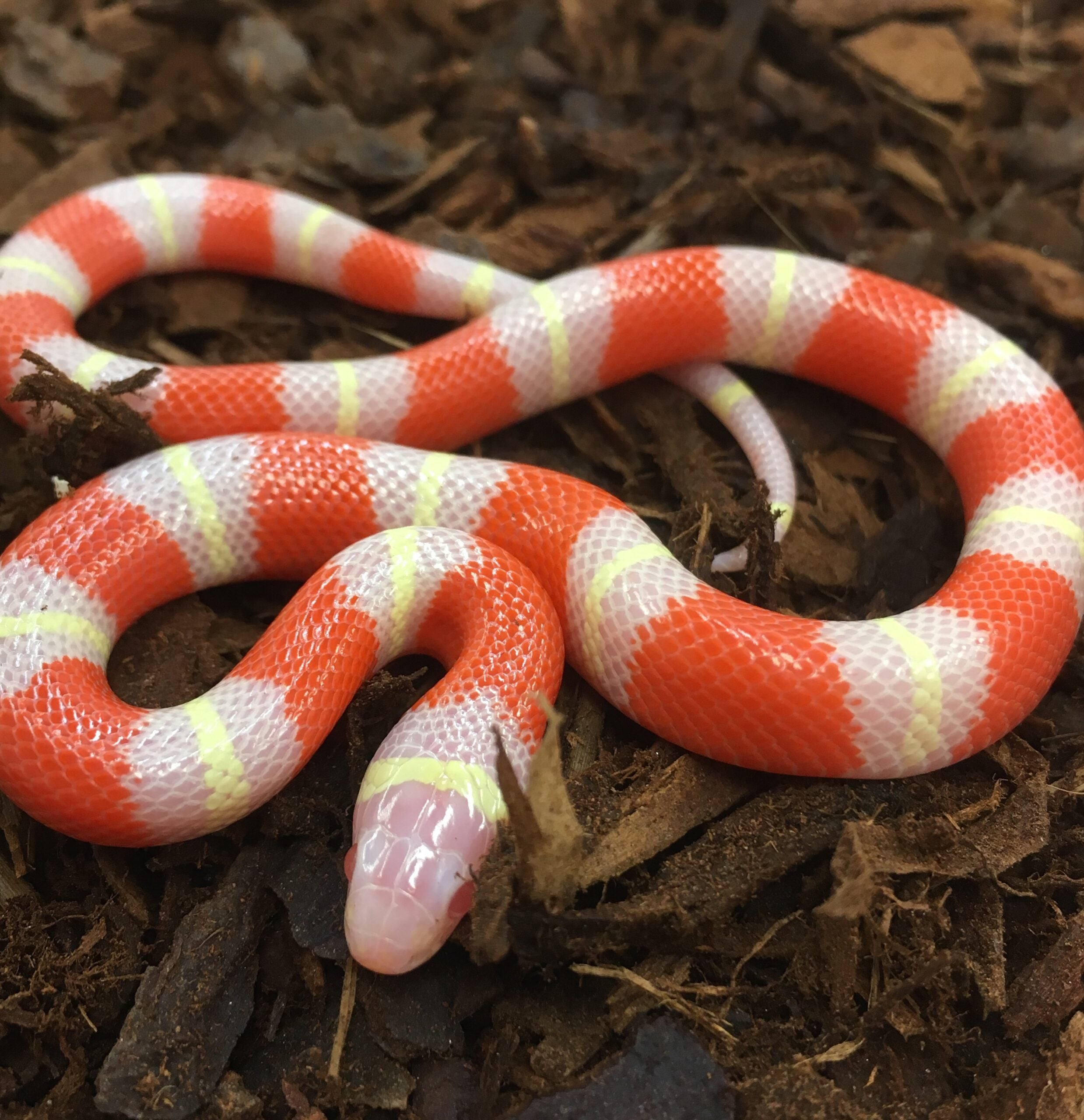 CB23 Albino Nelsons Milksnake