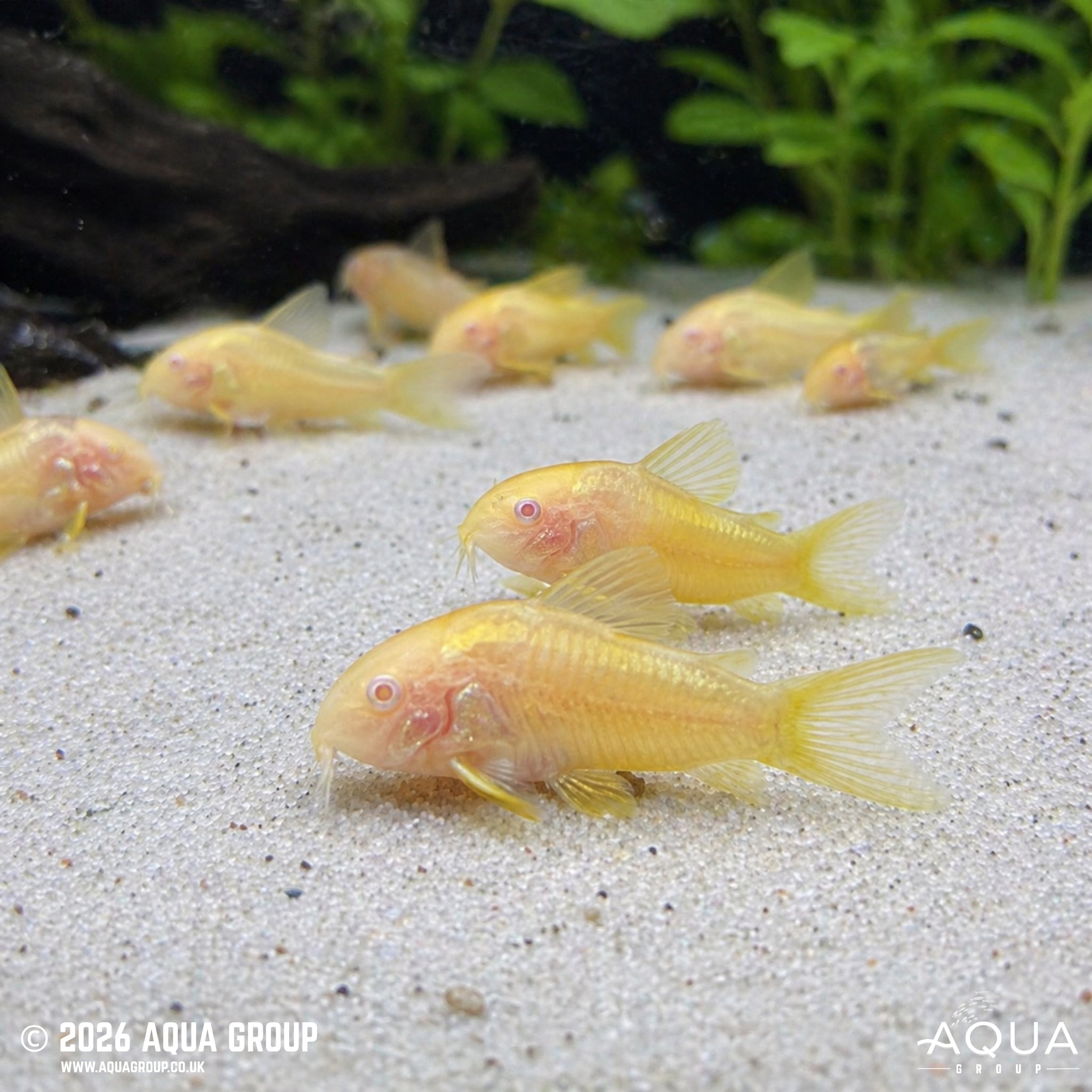 CW010 Albino Orange Lazer Cory - Osteogaster sp