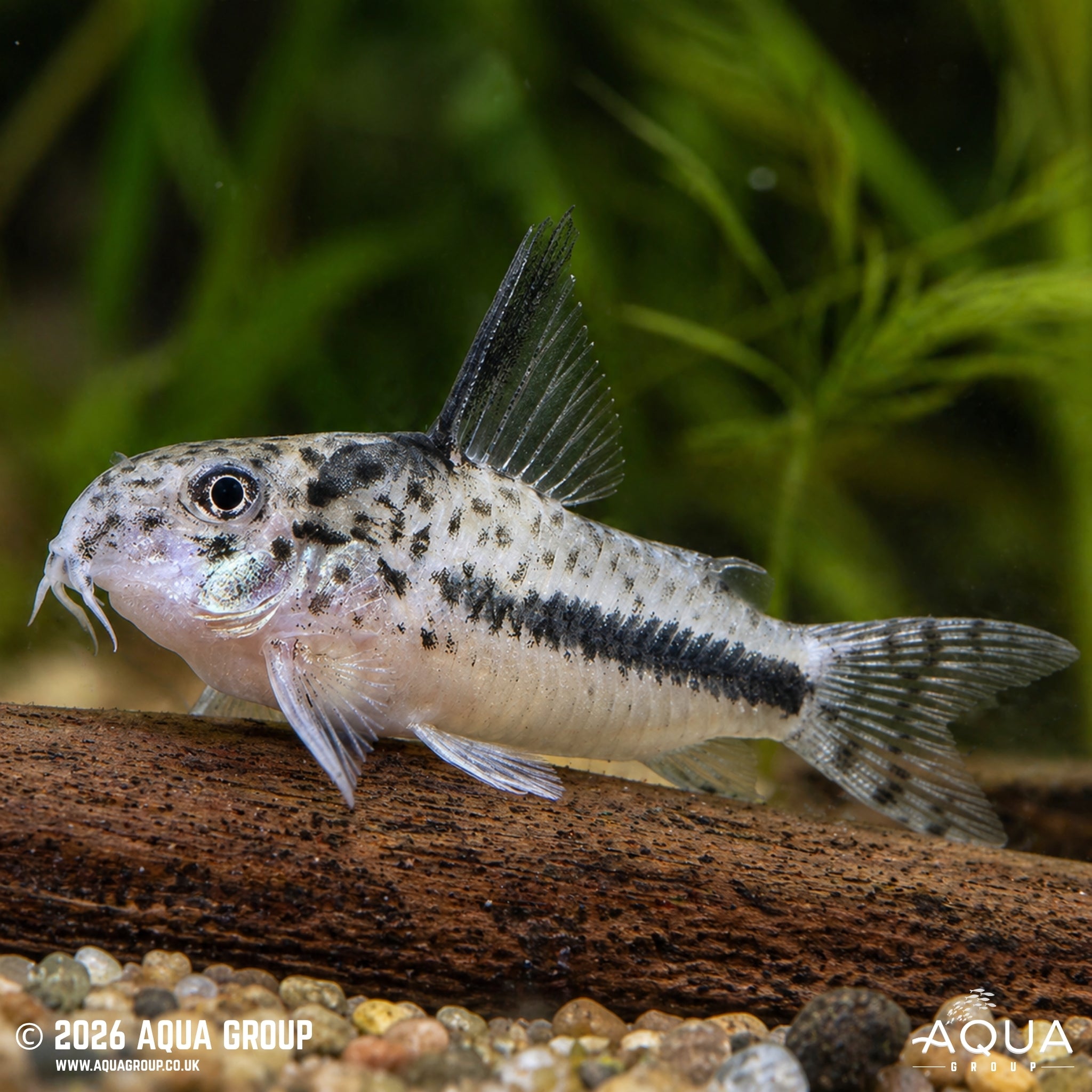CW114 Sipaliwini Cory - Hoplisoma sipaliwini