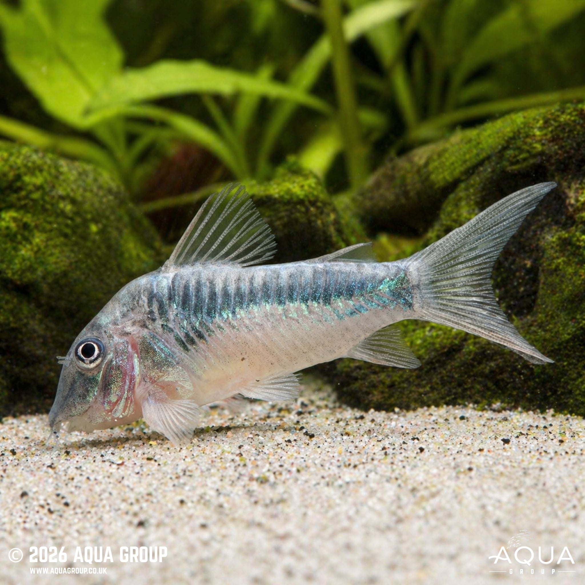 CW124 Inka Cory - Corydoras sp