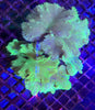 Cabbage Coral - Green