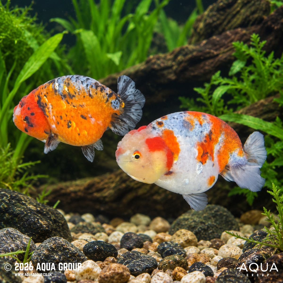 Calico Ranchu - Carassius auratus