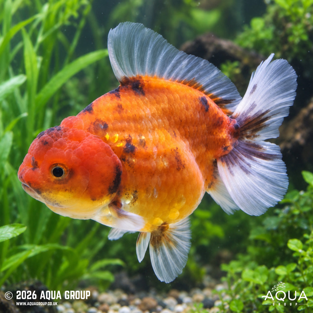 Calico Short Tail Oranda - Carassius auratus