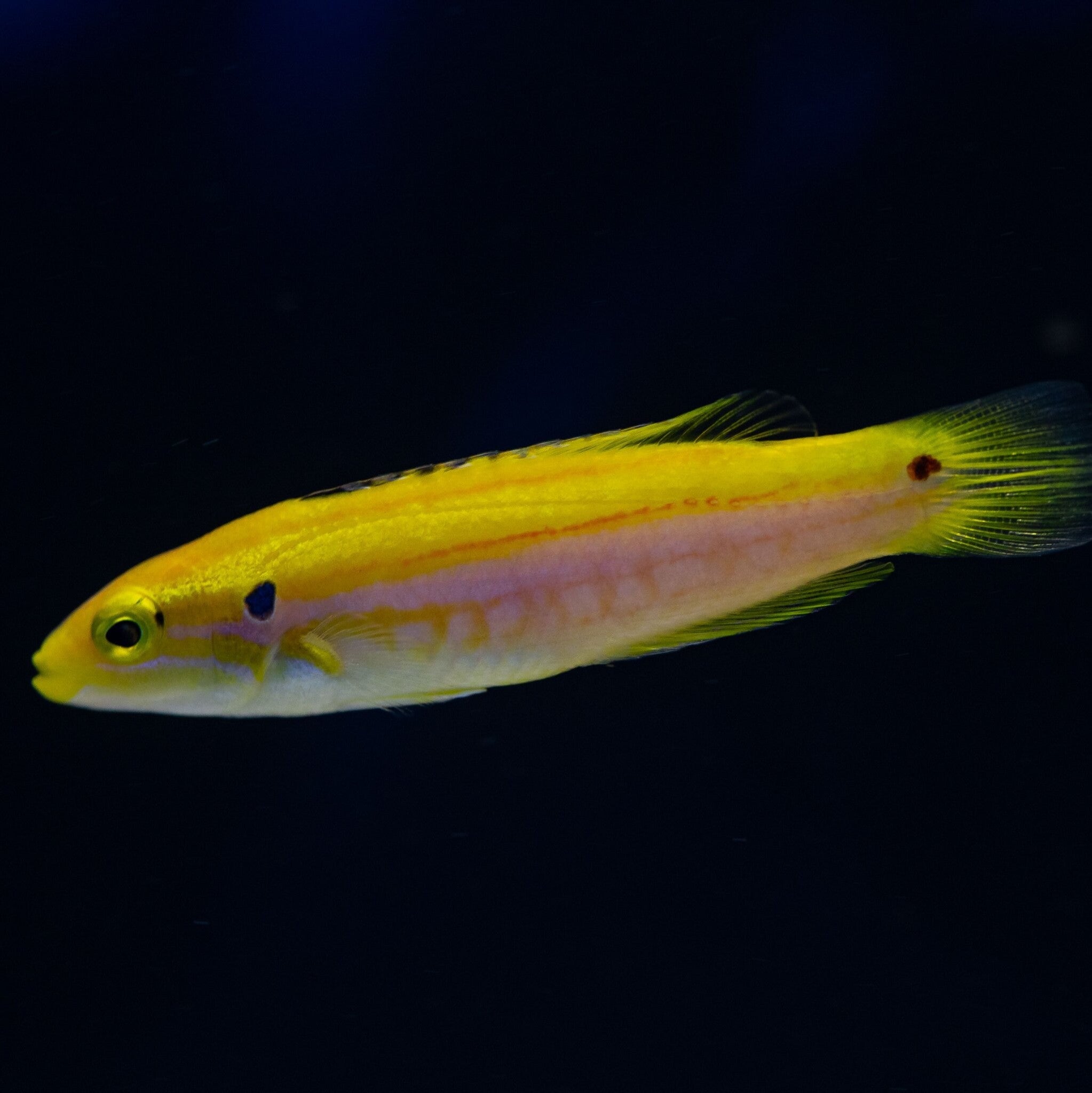 Candy Hog fish Western Indian Ocean Aqua Group - Main Image