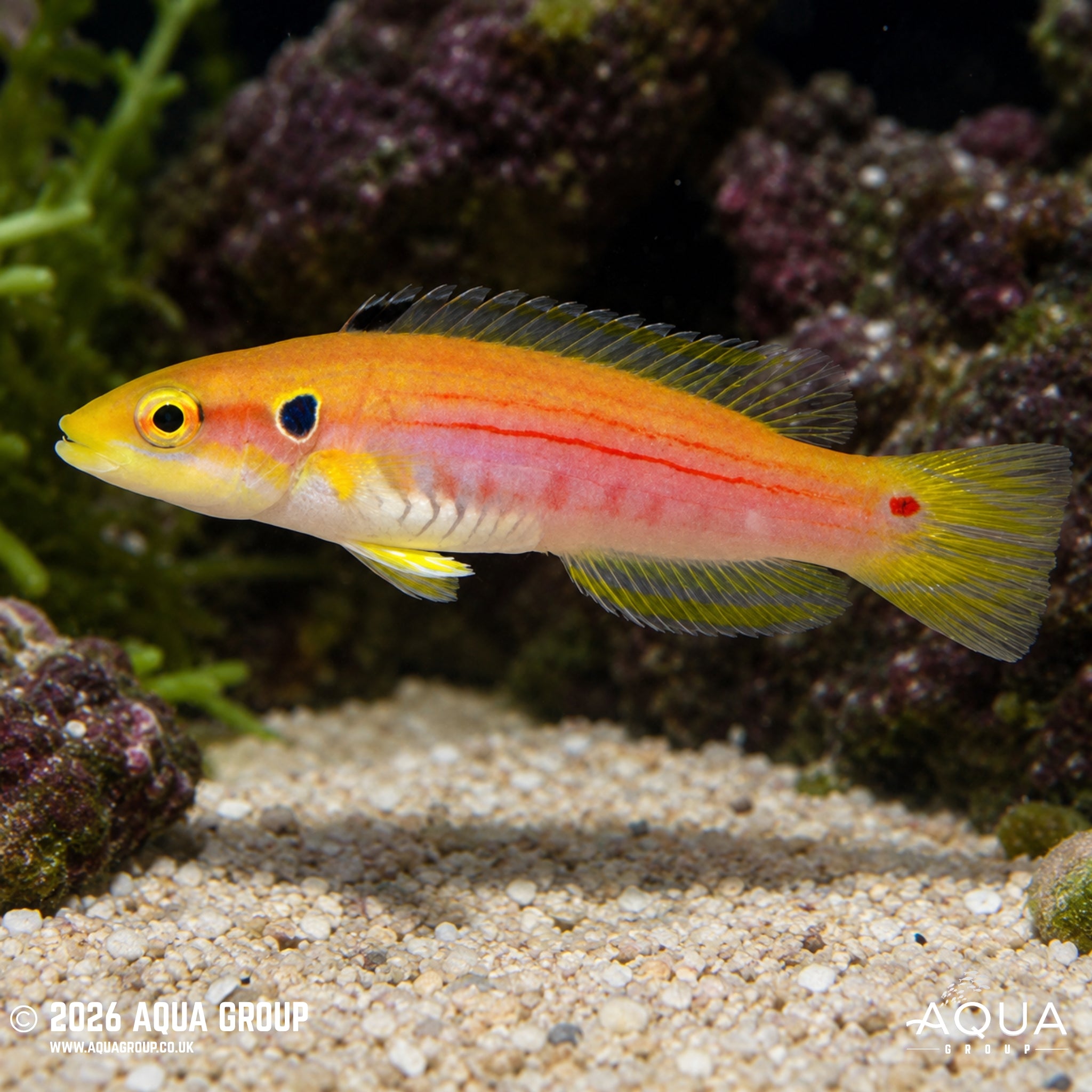 Candy Hog - Bodianus bimaculatus