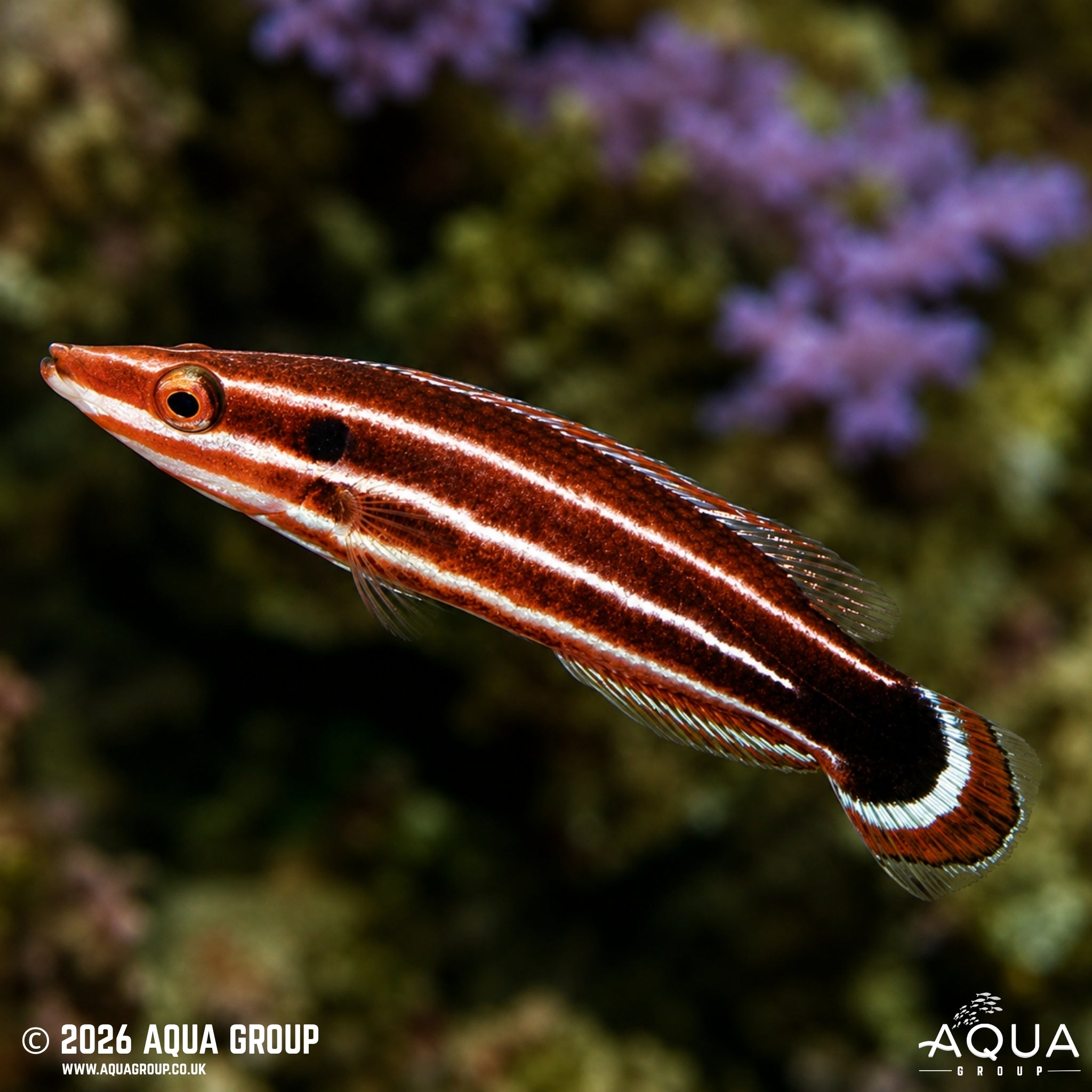 Candy Cane Hogfish - Bodianus sepiacaudus