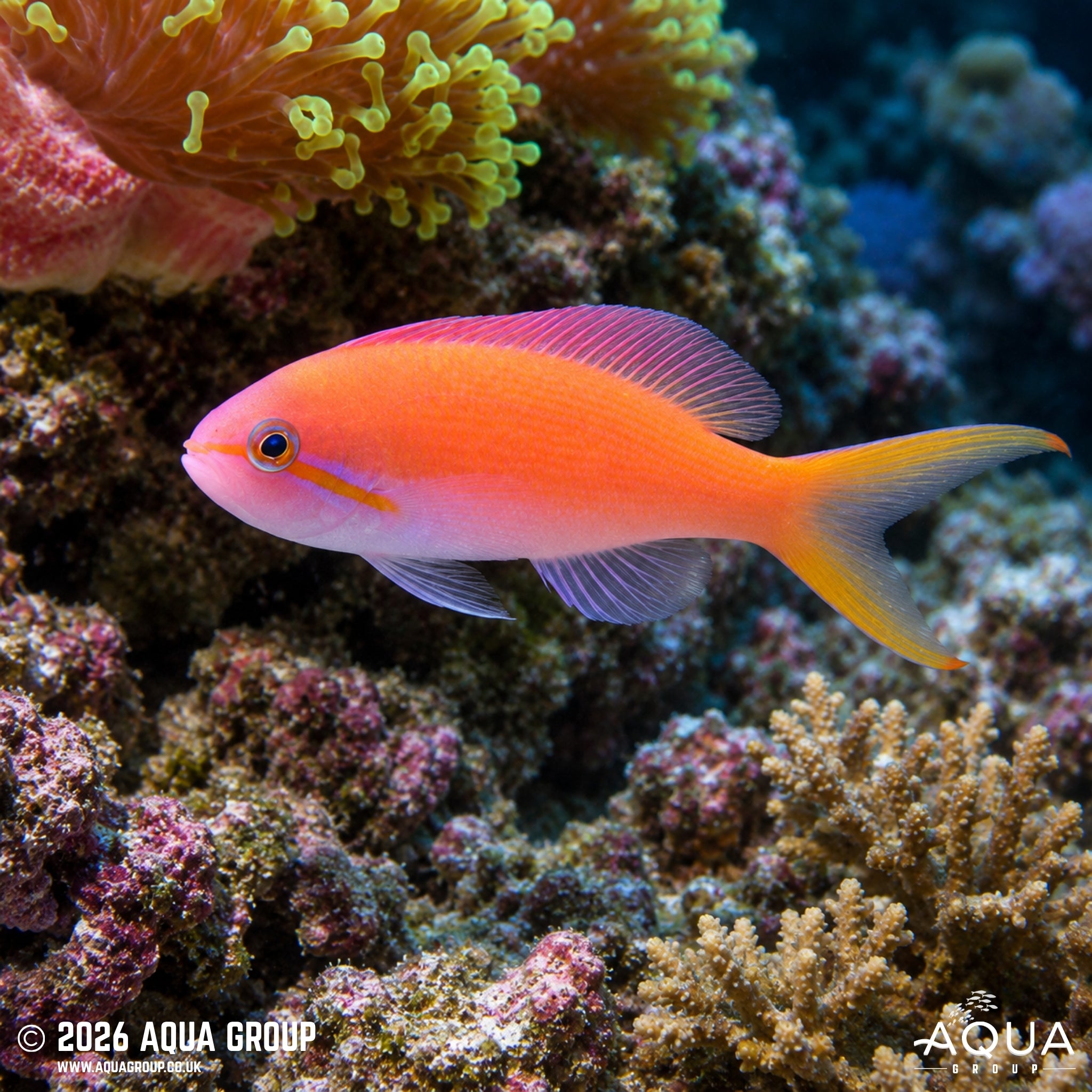 Carberryi Anthias - Nemanthias carberryi