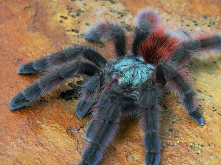Caribena versicolor-Martinique Pink Toe