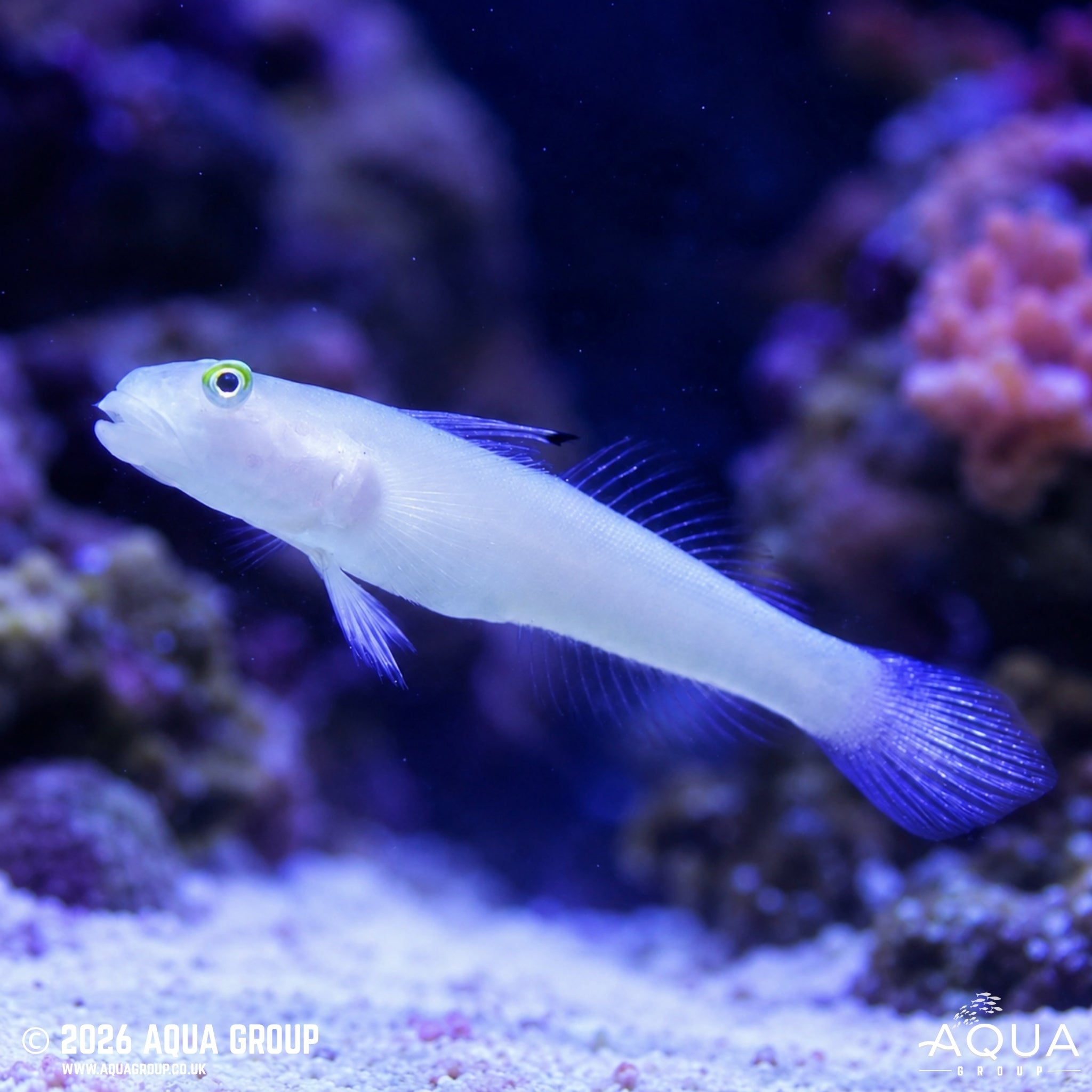 Chalk Goby - Valenciennea sexguttata - Aqua Group