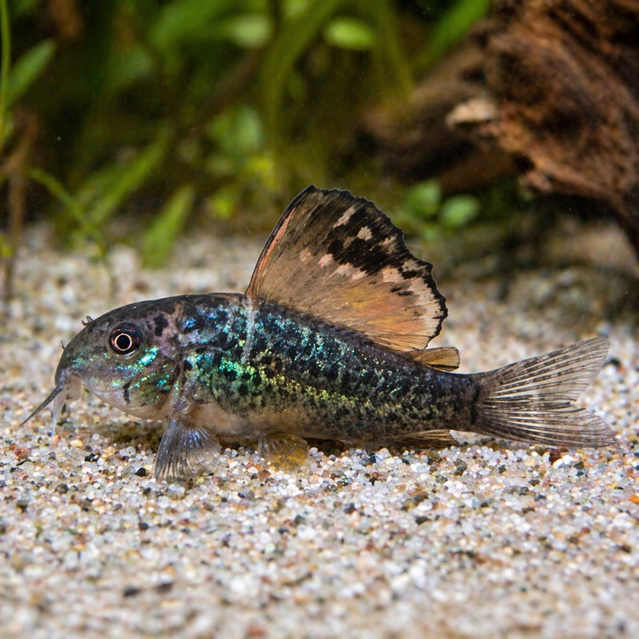 Emerald Brochis - Brochis splendens