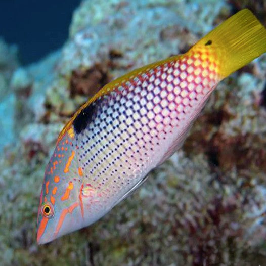Checkerboard Wrasse- Yellow Tail