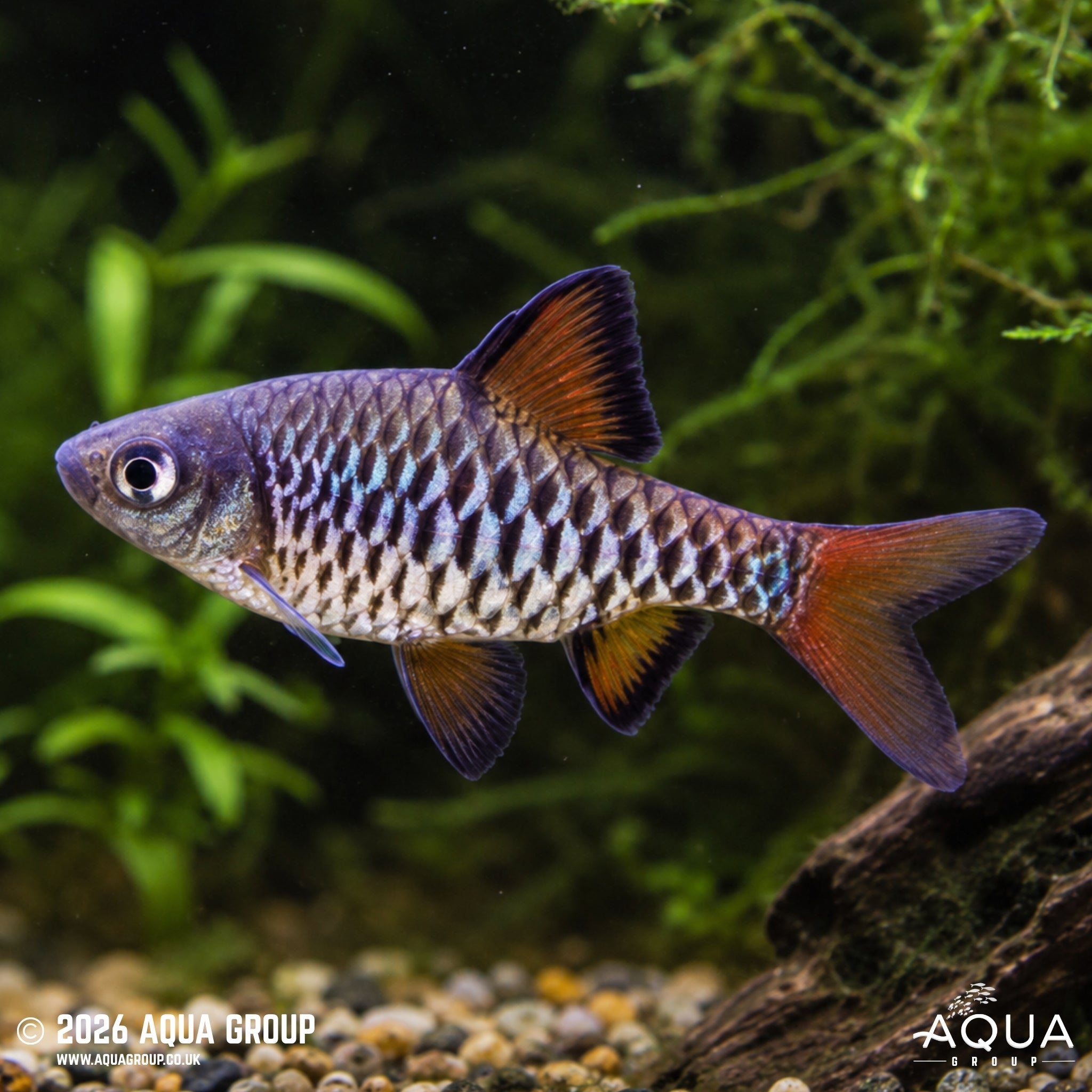 Checkered Barb - Oliotius oligolepis