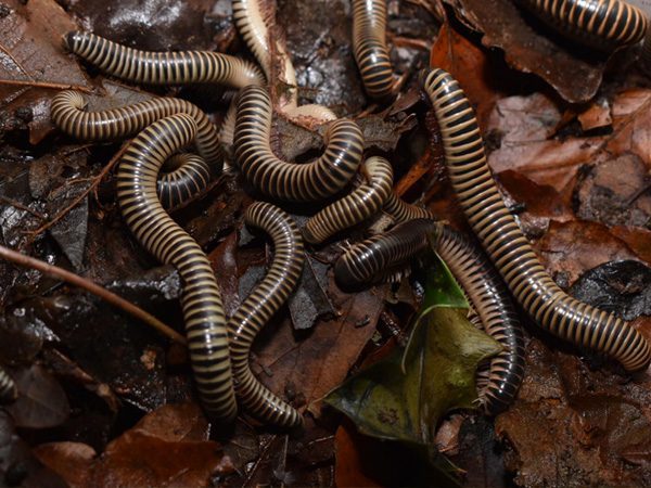 Chicobolus Spinigerus-Purple Ivory Millipede
