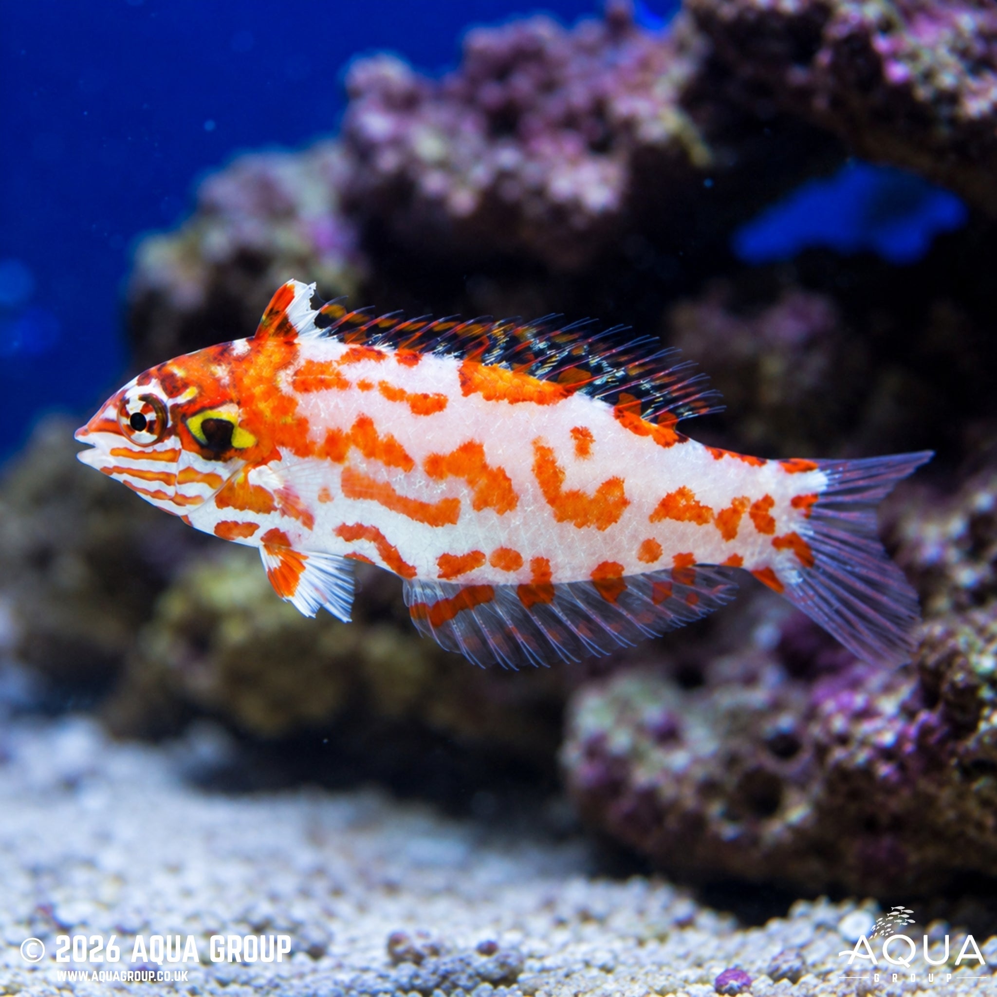Choati Leopard Wrasse - Macropharyngodon choati - Aqua Group