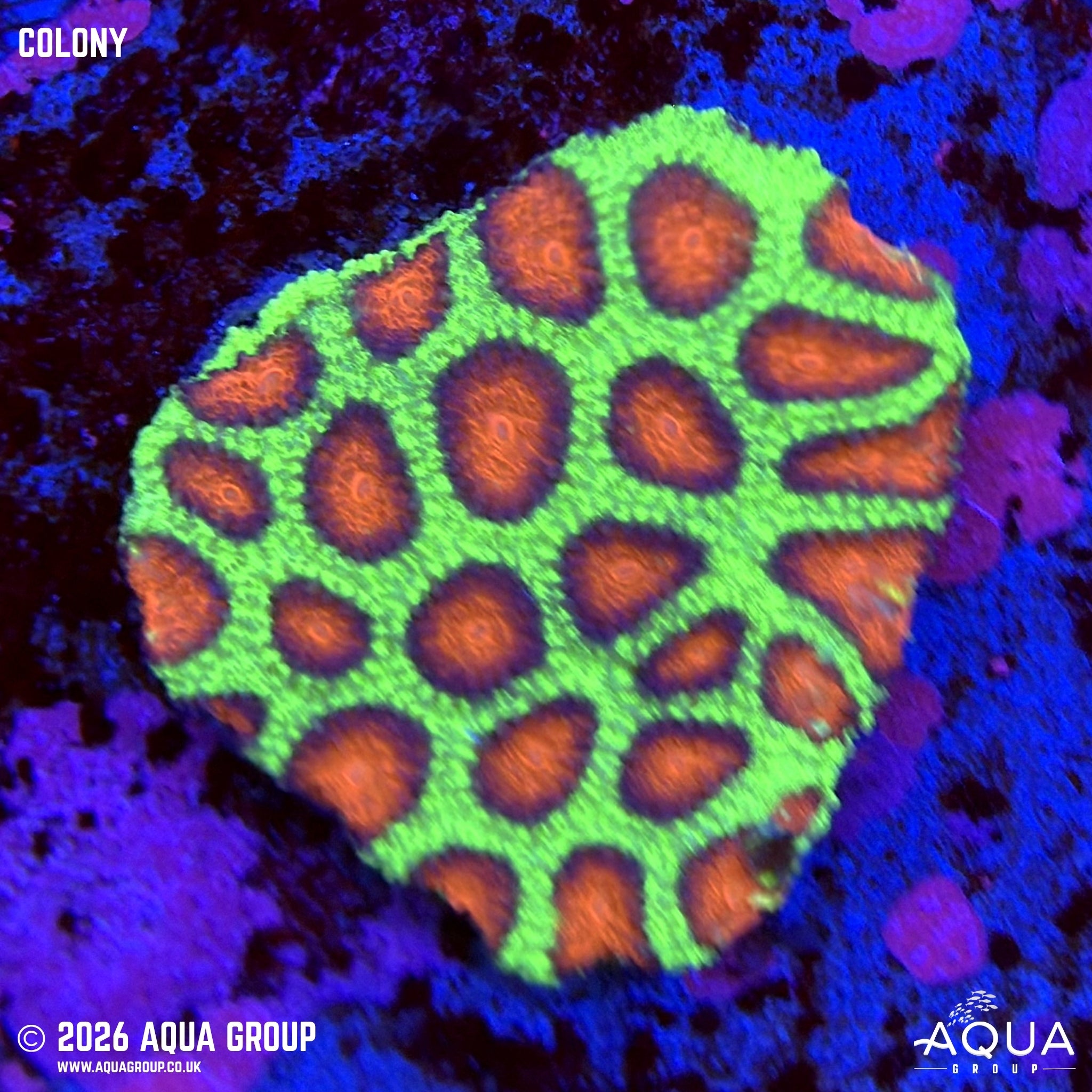 Christmas Favia - Favia sp. - Aqua Group